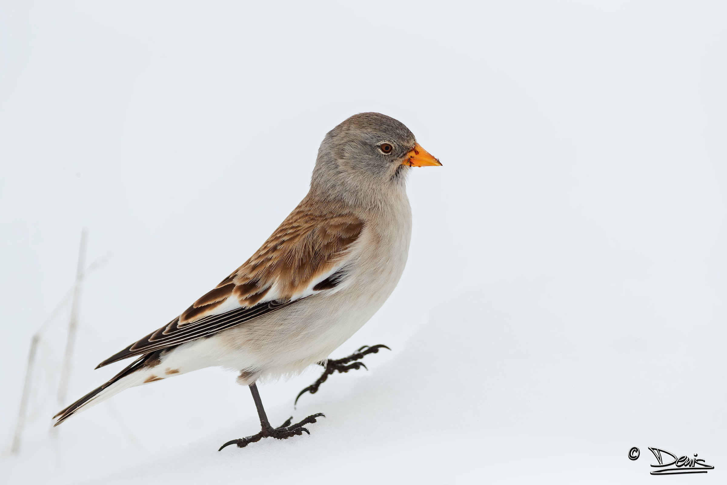 Chaffinch Alpine !!!