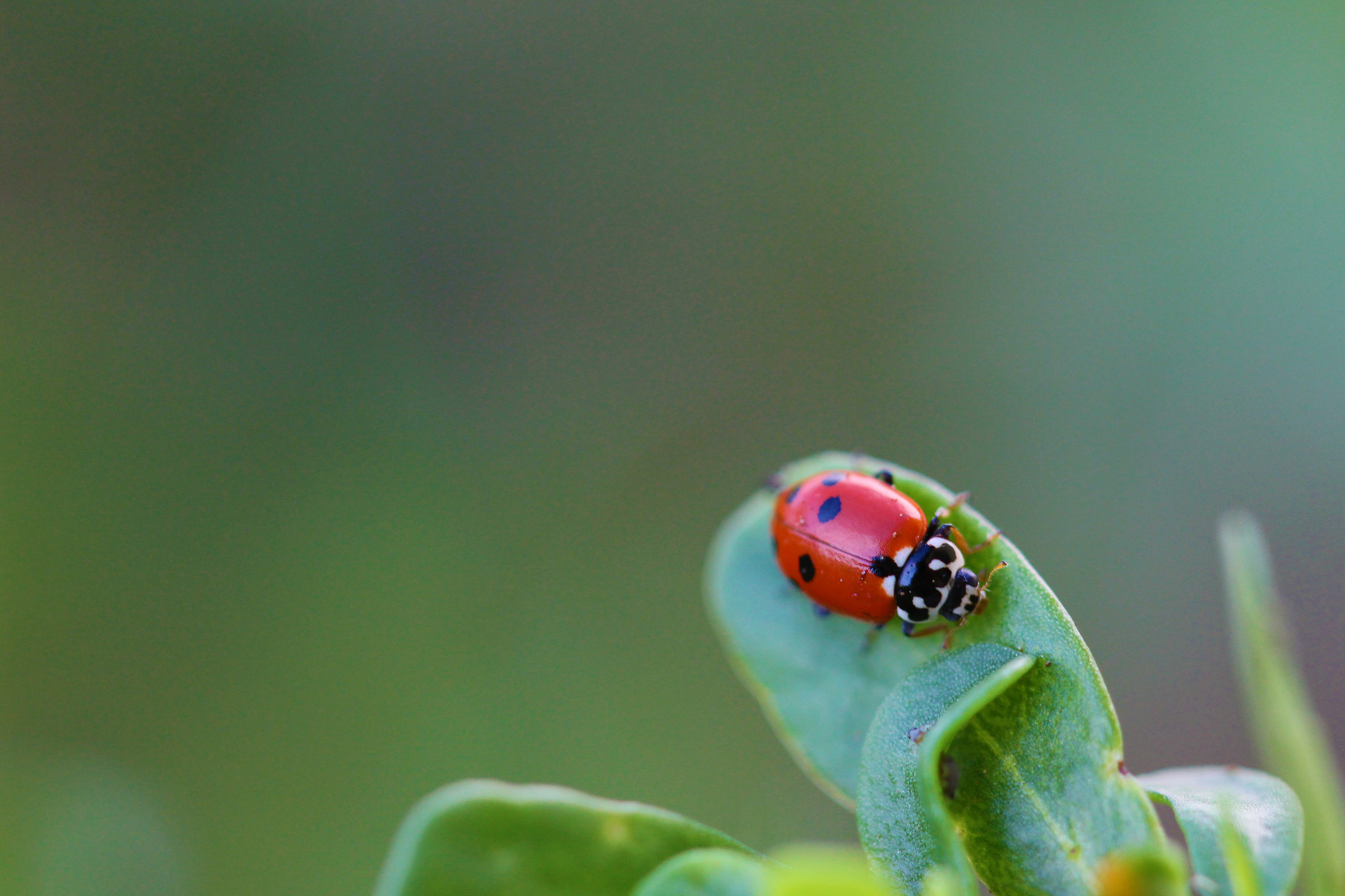 Ladybug