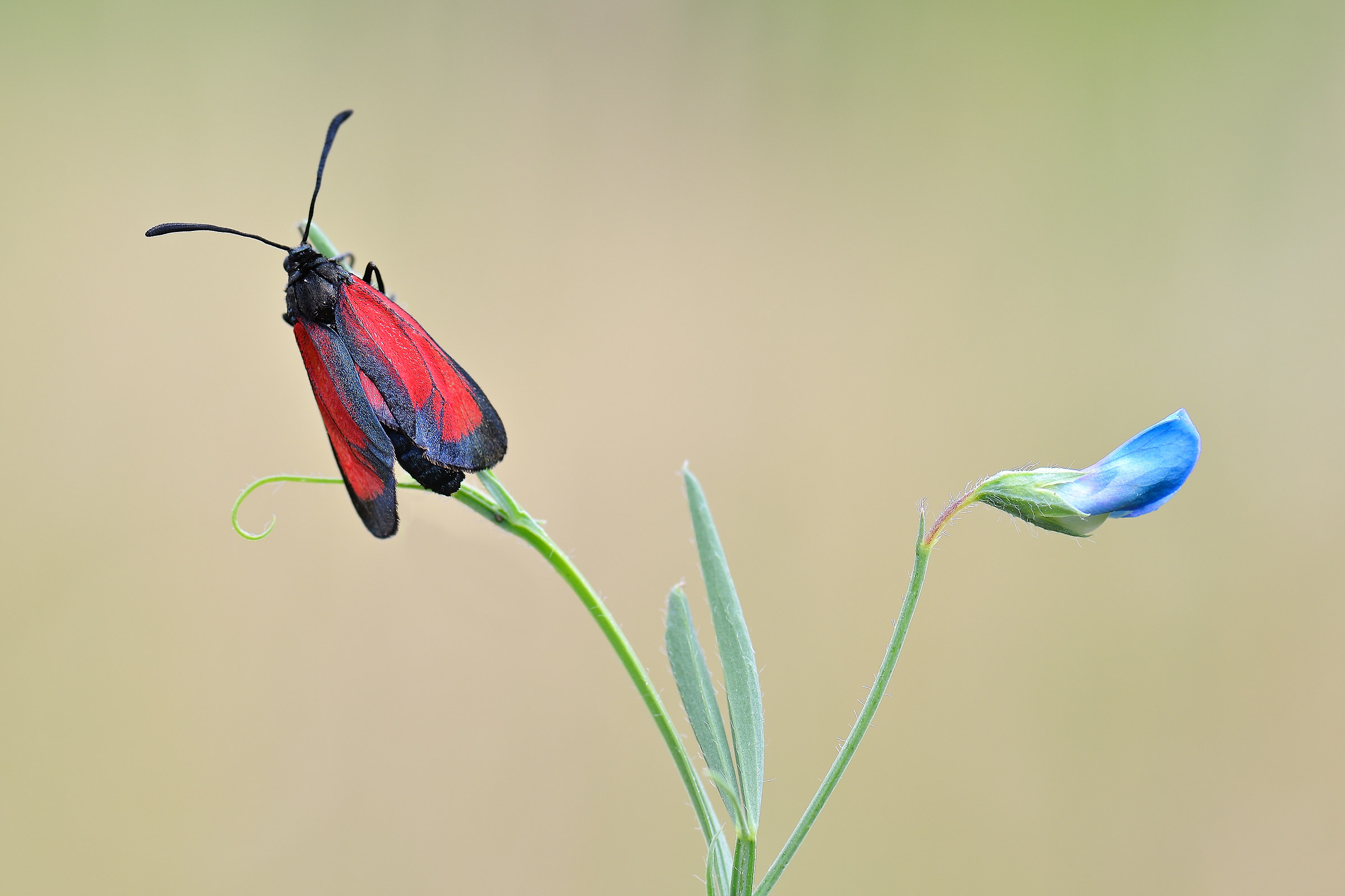 Zygaena purpuralis