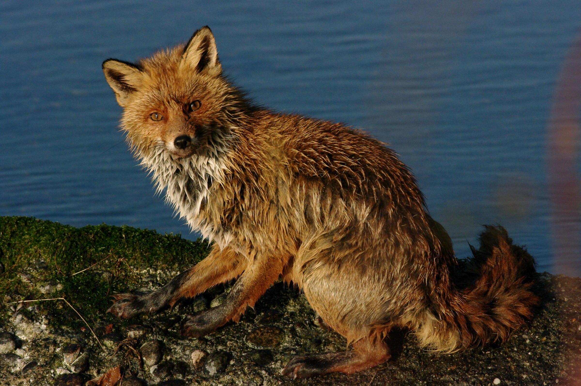 wet fox