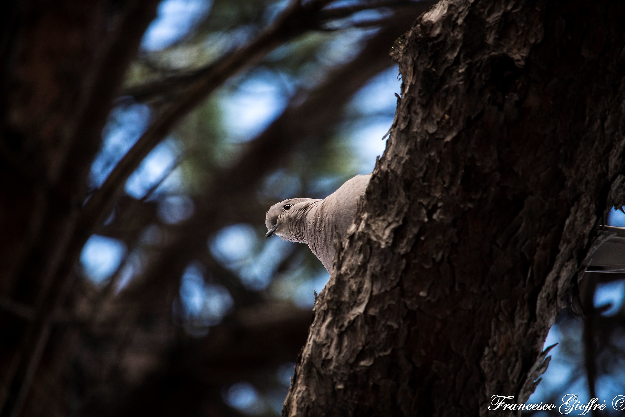 Tortorella tra gli alberi