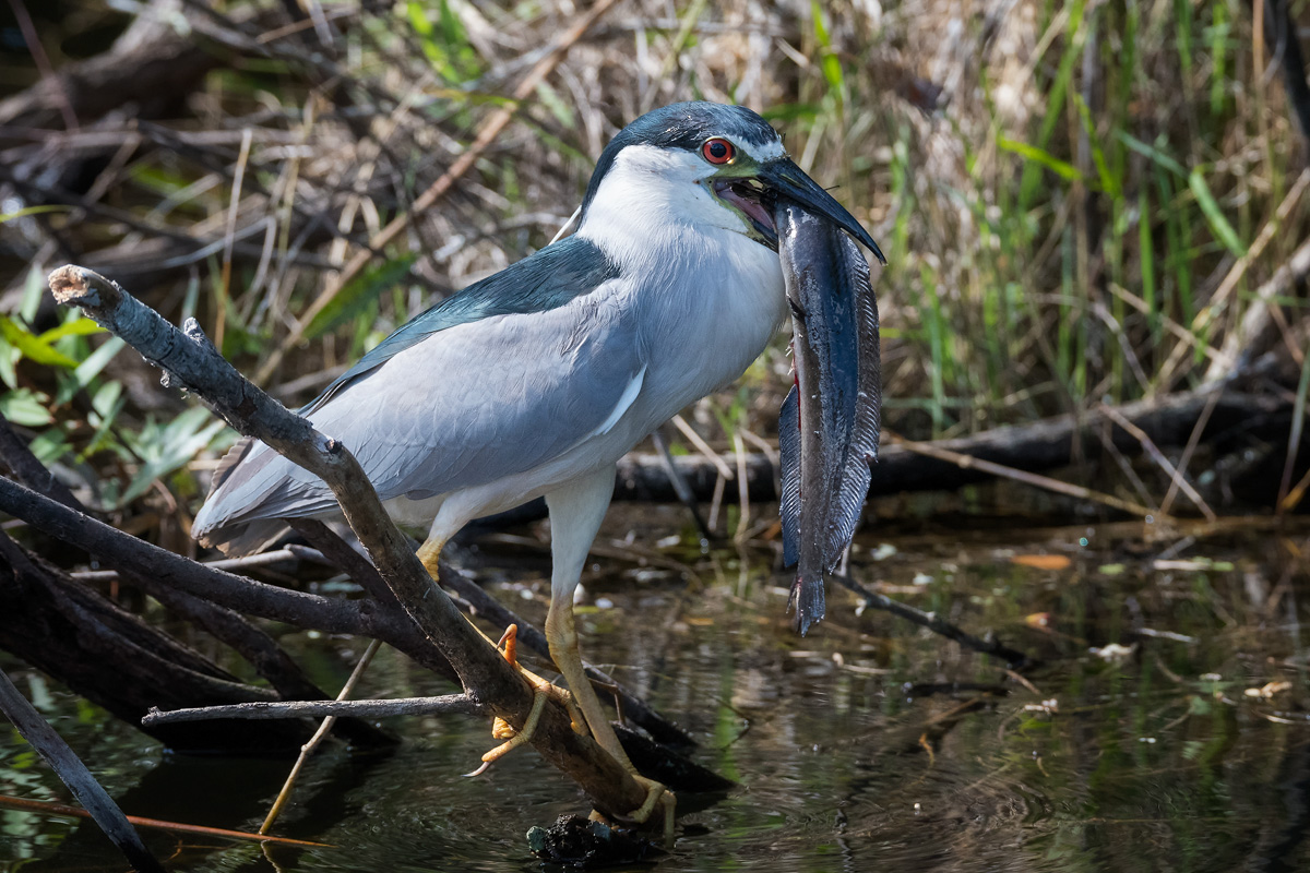 Night Heron, Everglades