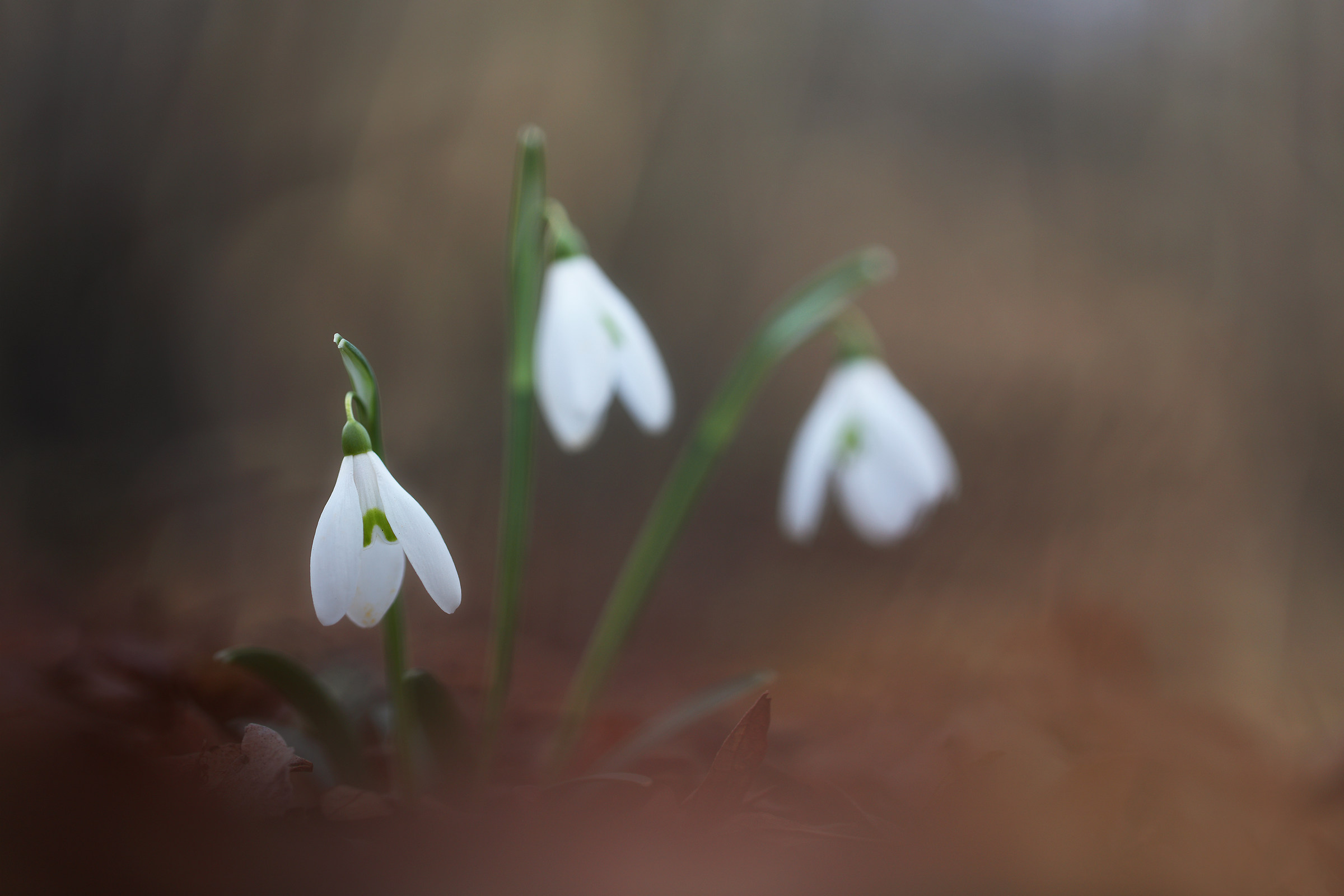 Snowdrop