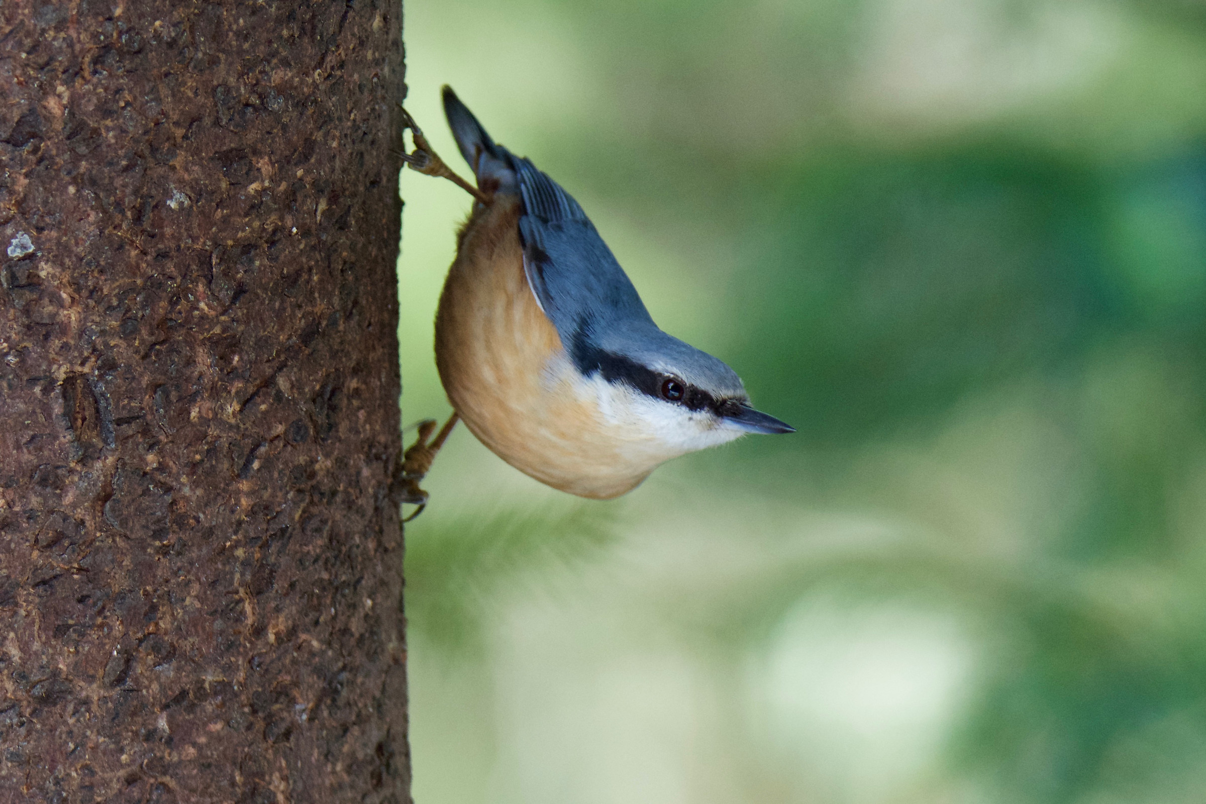 Picchio muratore (Bad Gastein)
