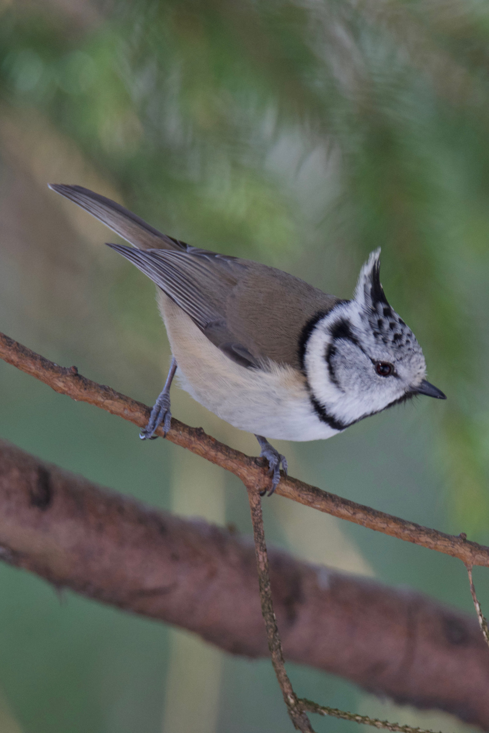 Crested Tit