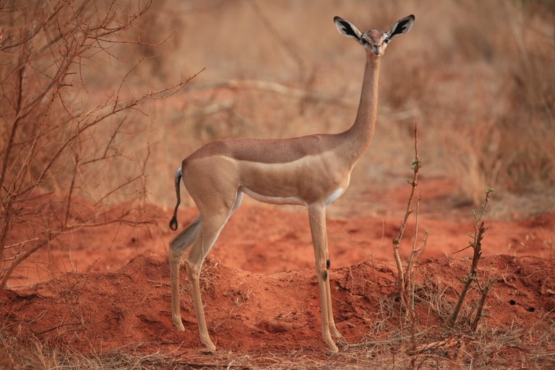 gazzella giraffa shavo