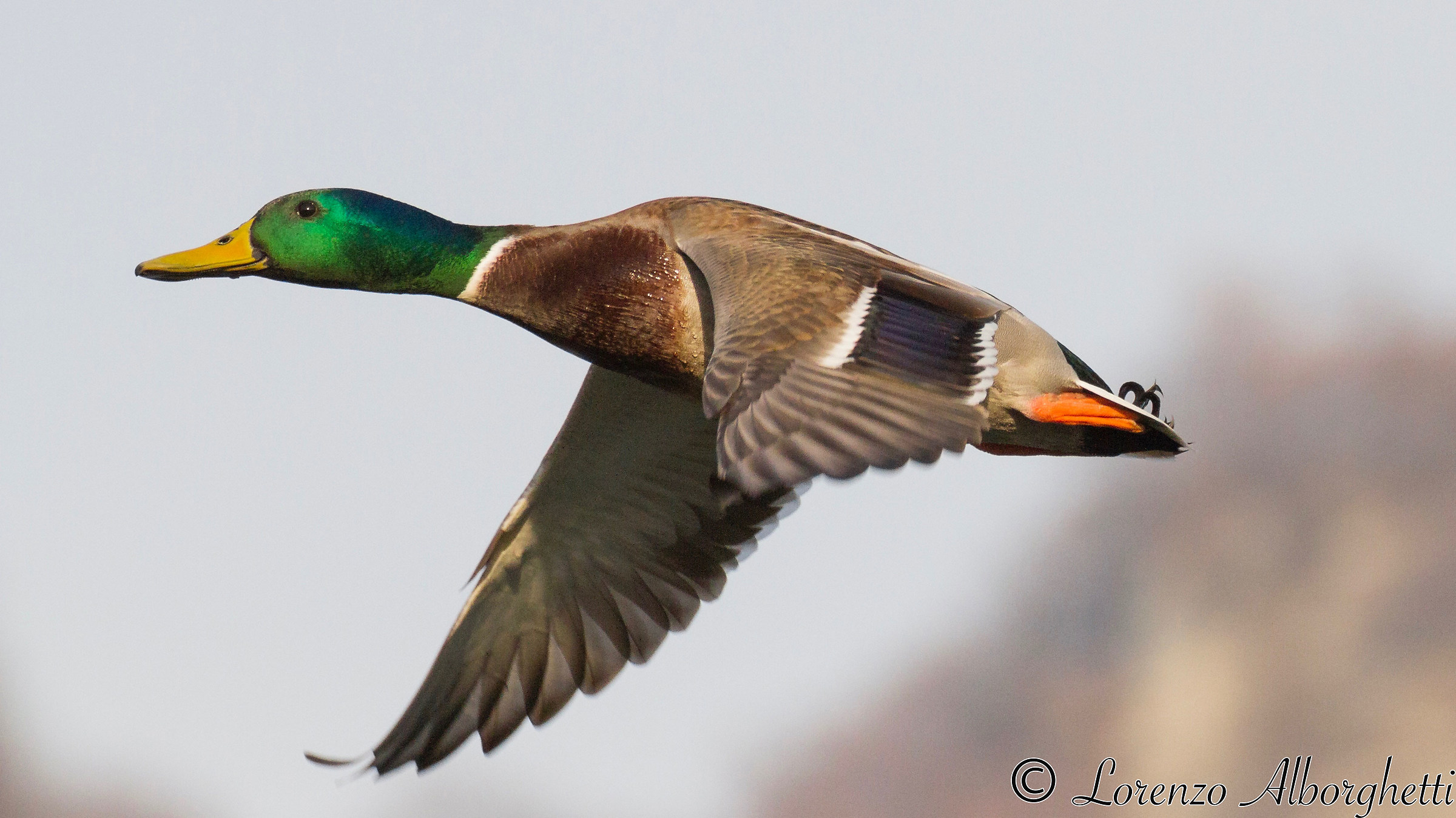 Germano Reale in volo.