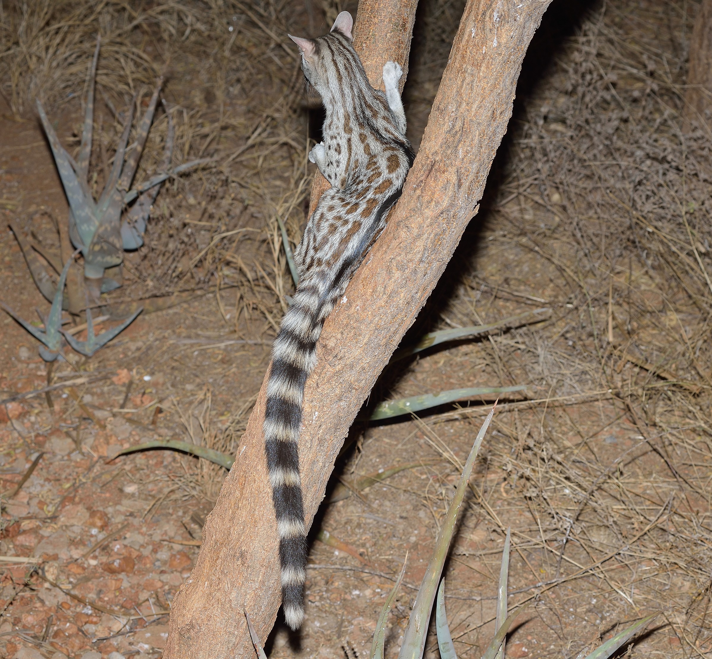 Genet night
