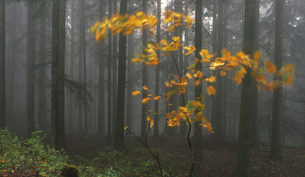 foresta della lama 2