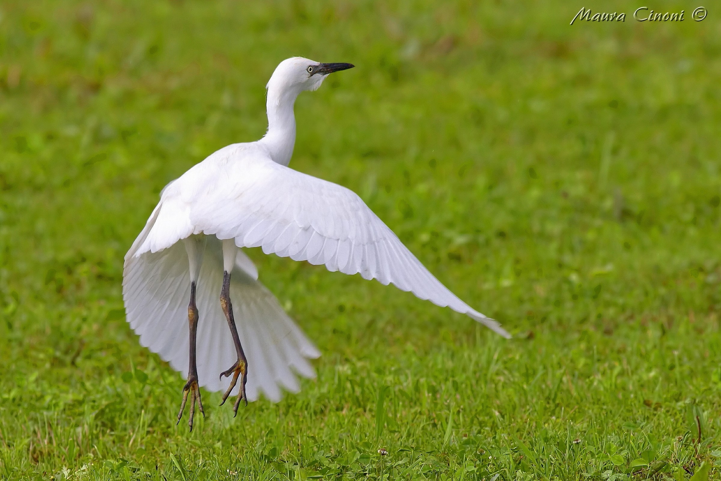 Egrets Heron Juv