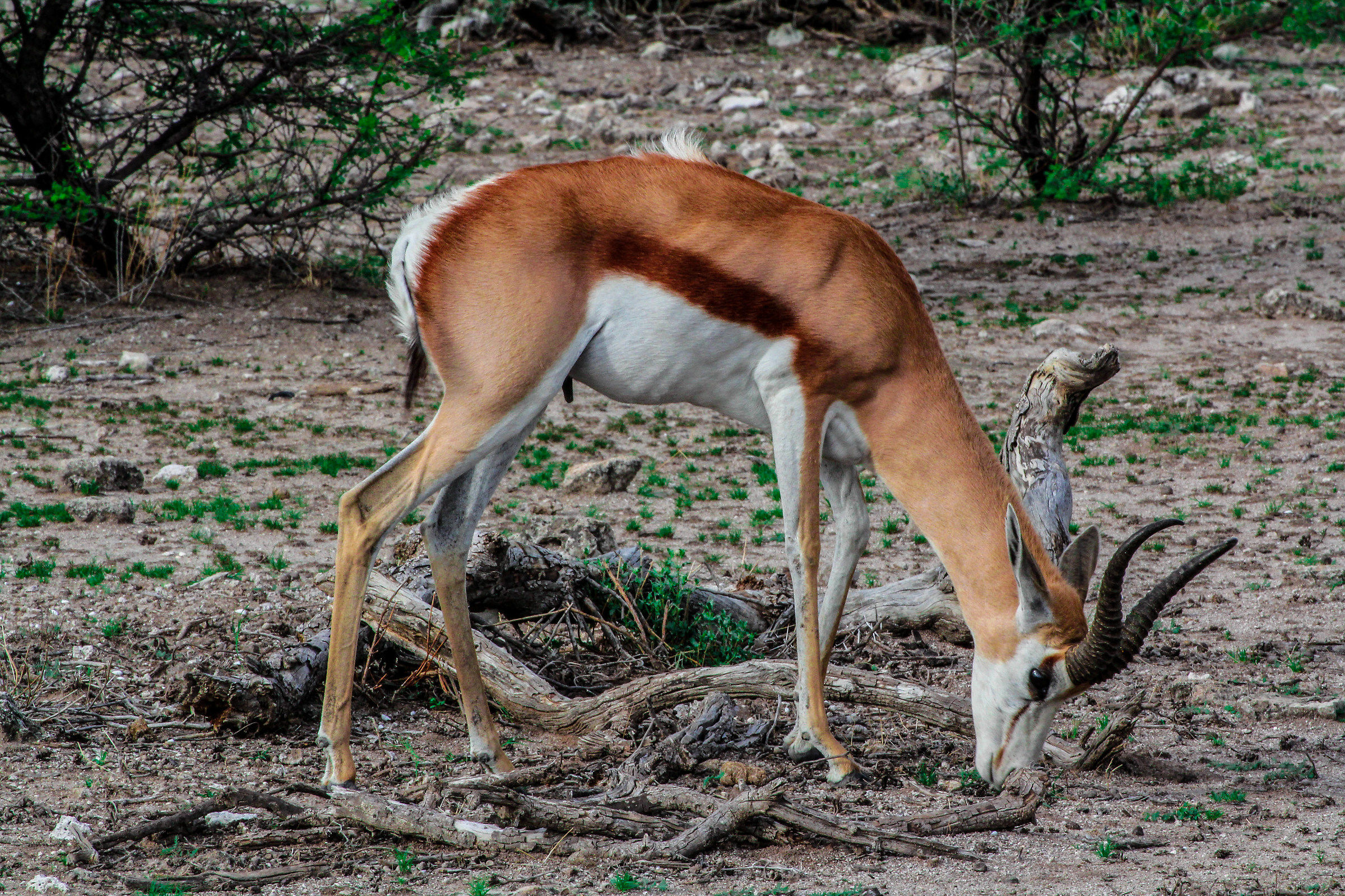 Springbok