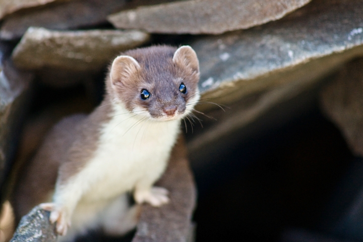 Ermellino della valle del Trobio