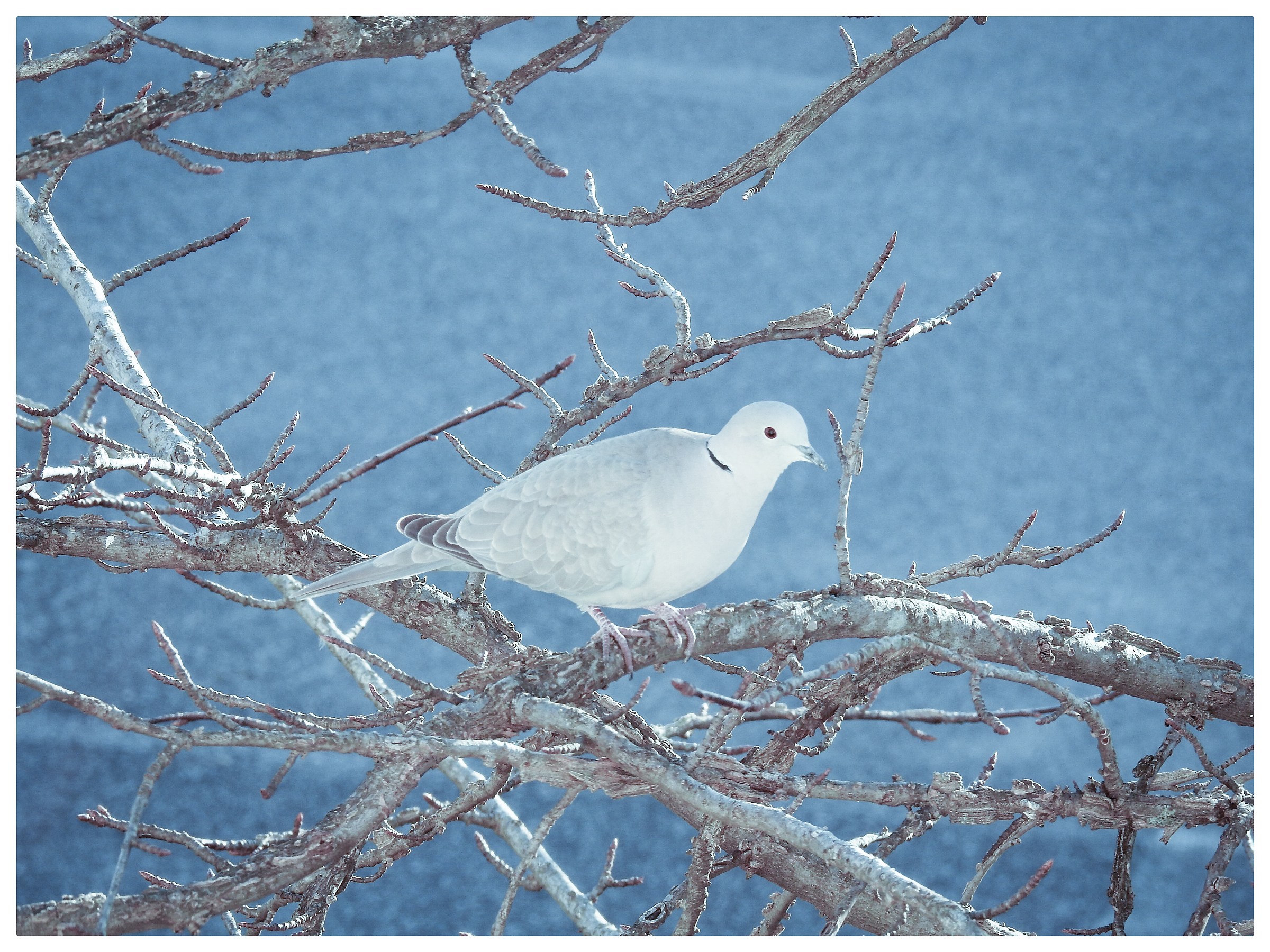 turtledove