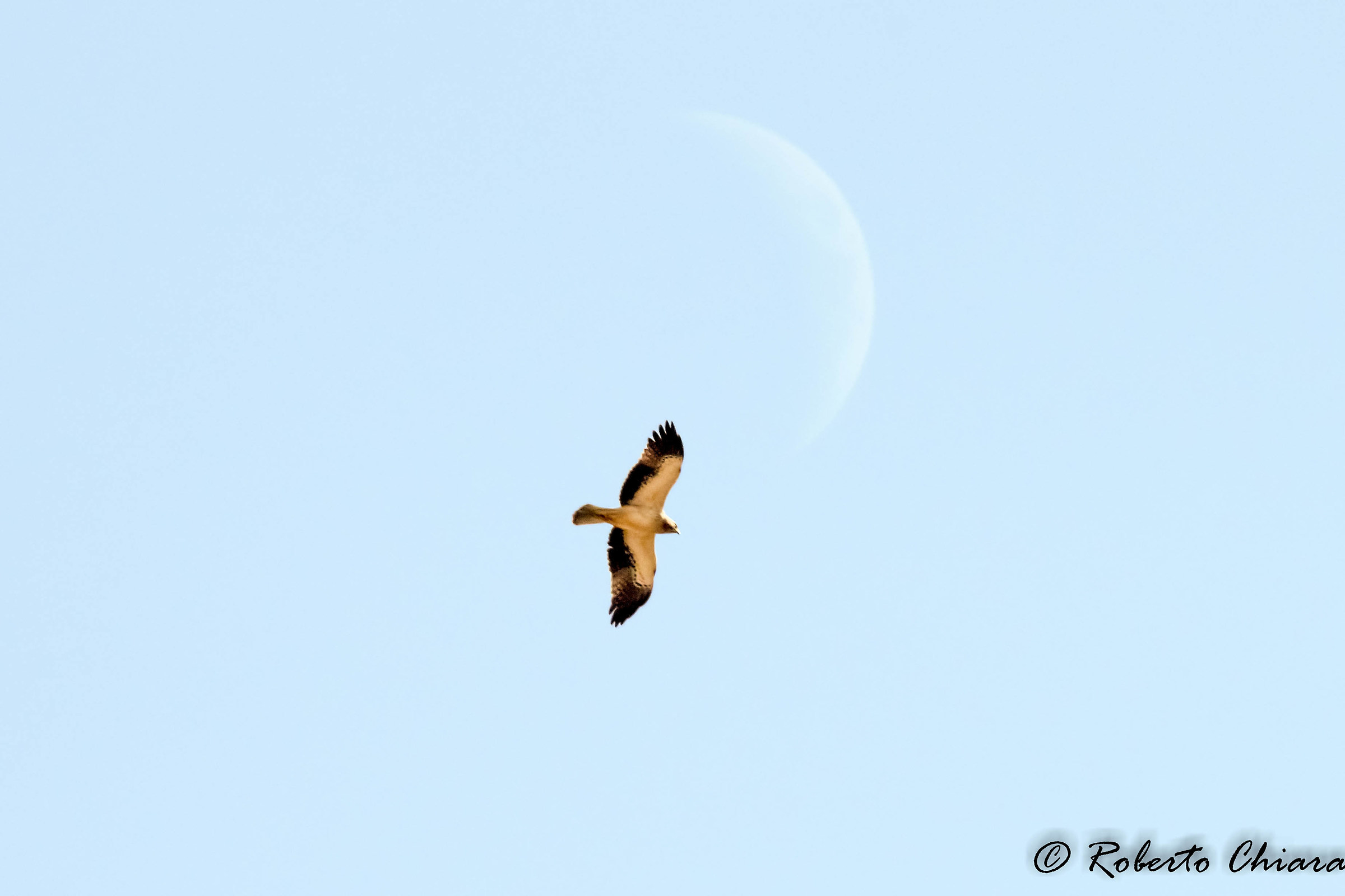 Aquila less moonlight, Hieraaetus pennatus