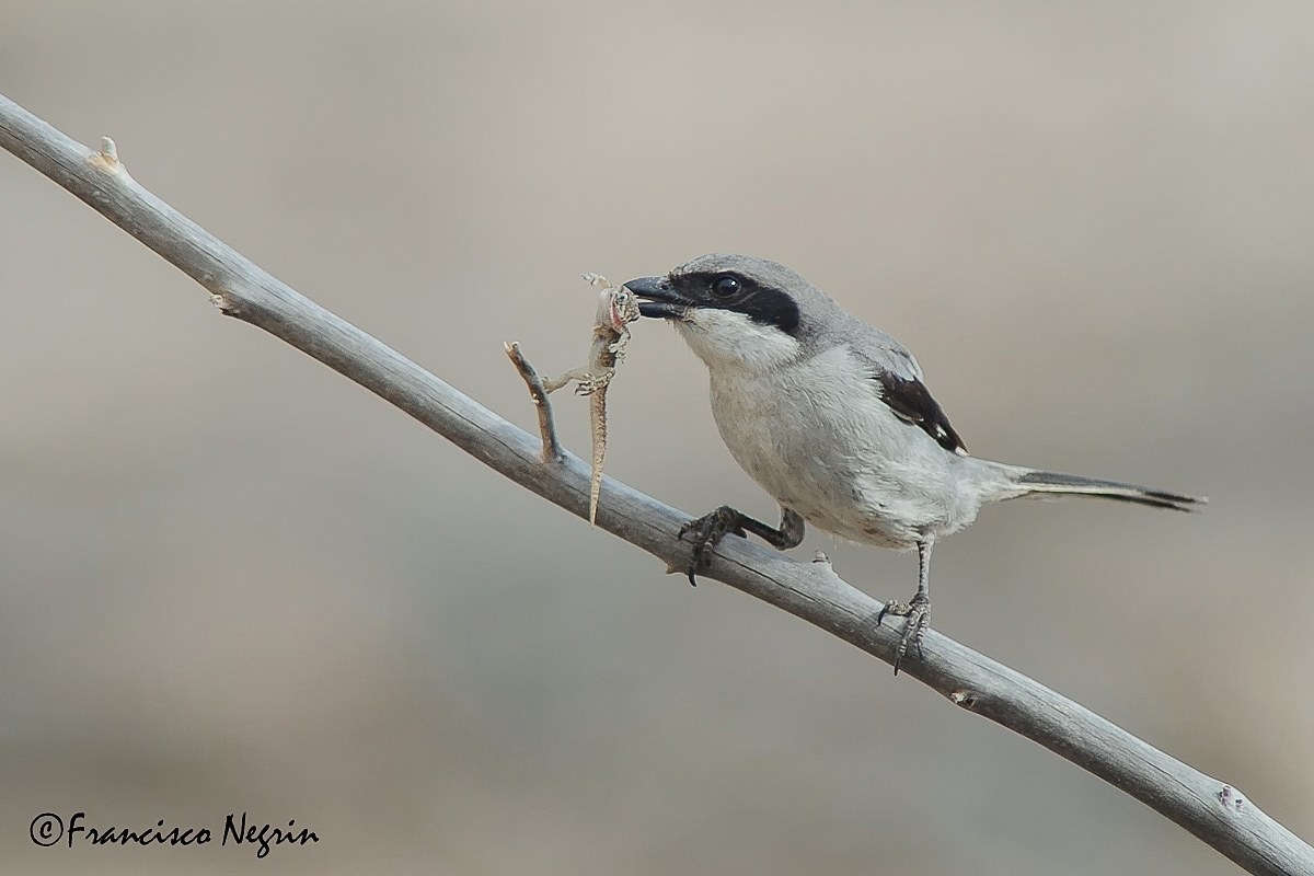 The breakfast ( II )