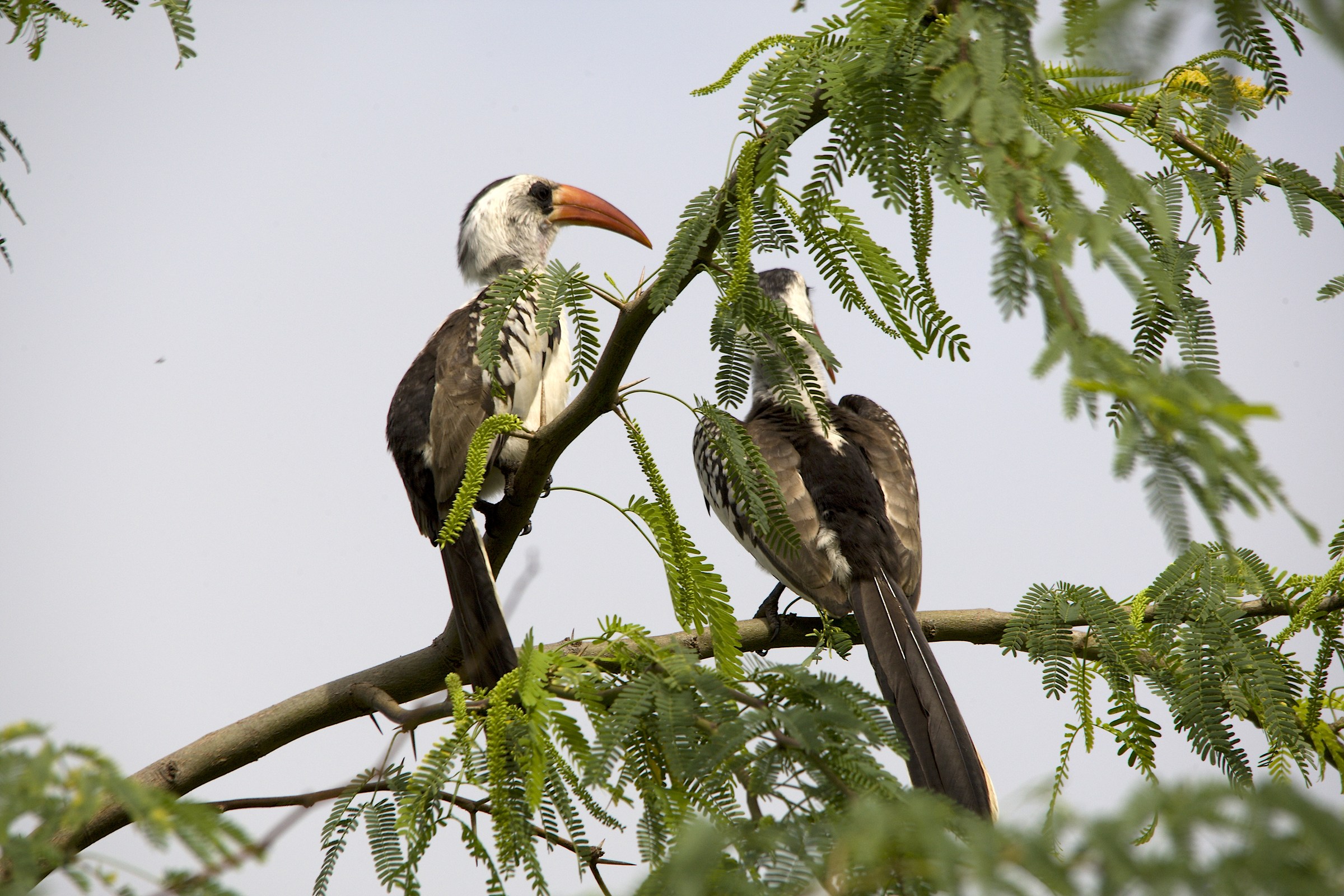Bucero dal becco rosso