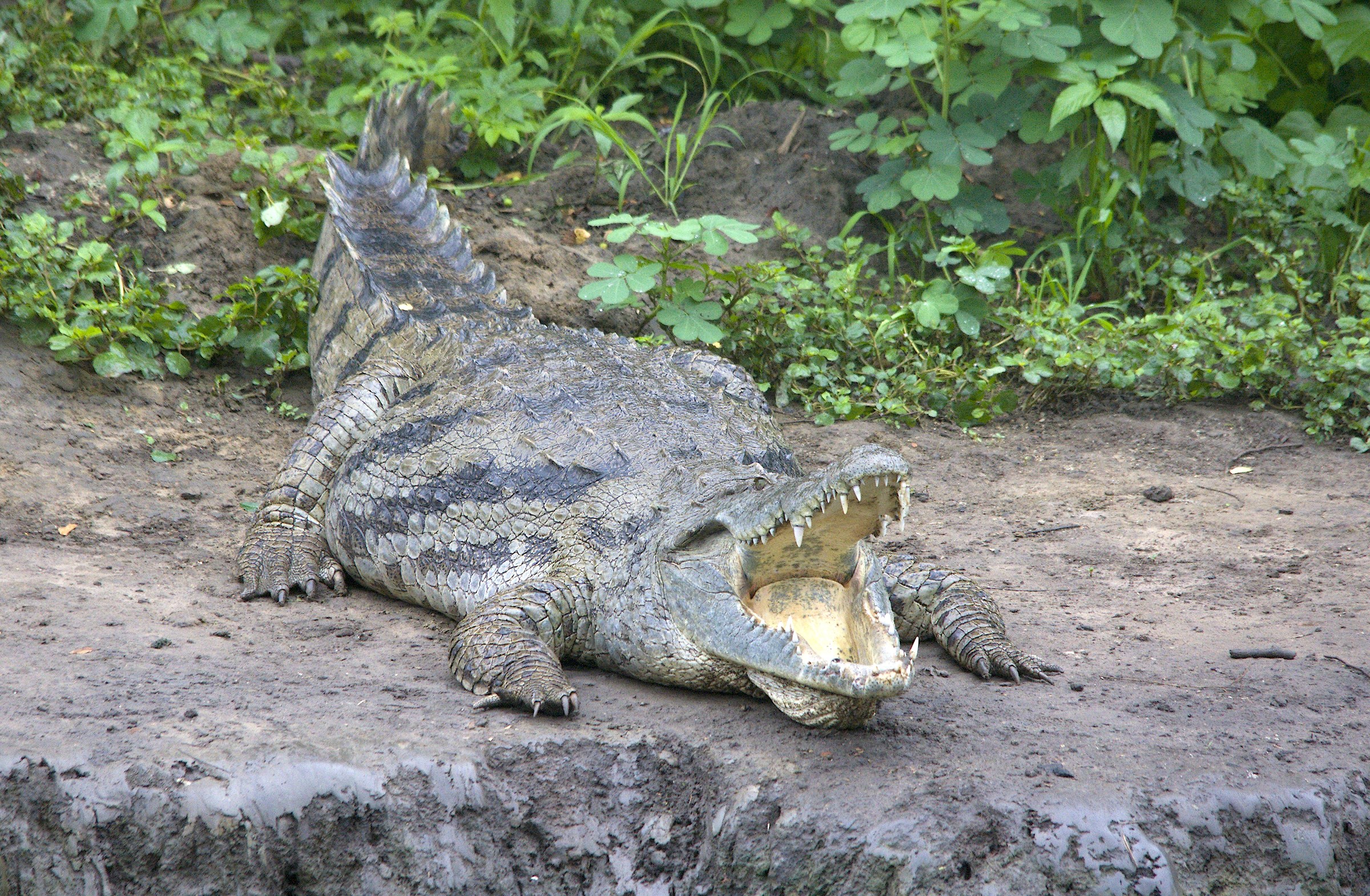 Coccordrillo Palustre