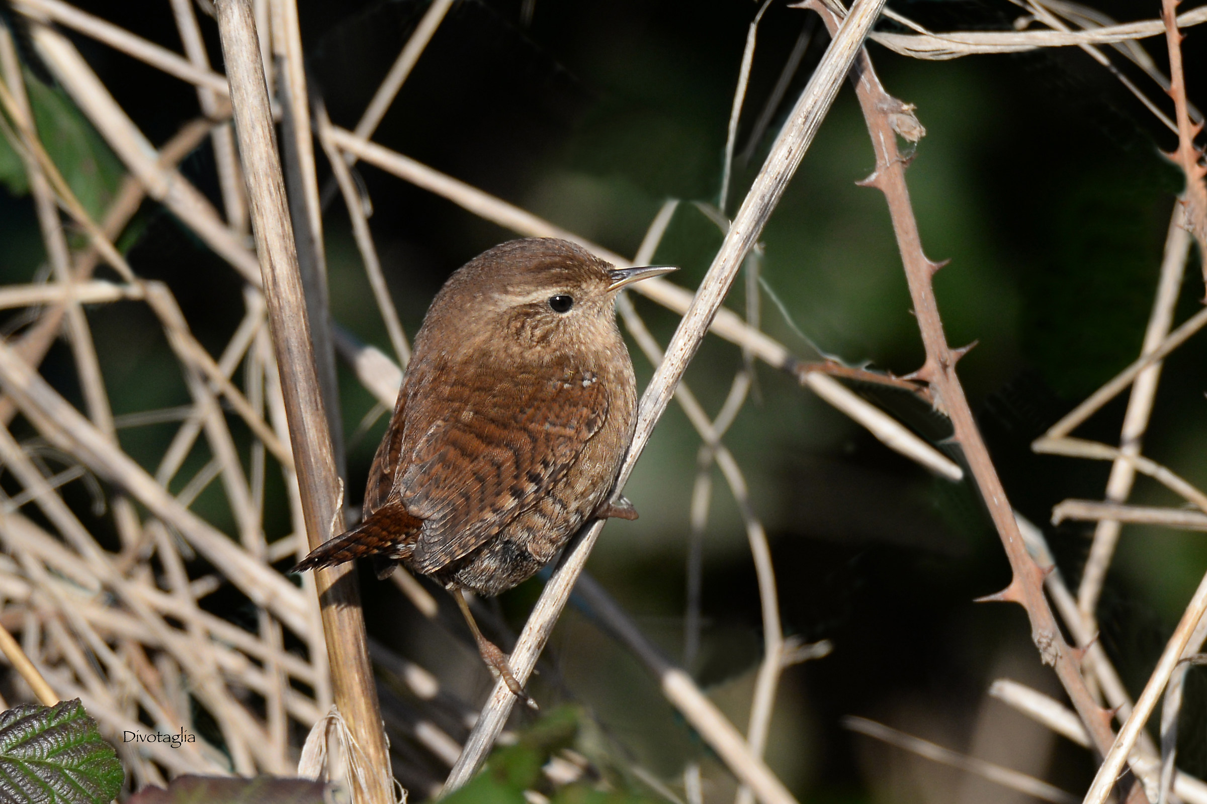 Wren