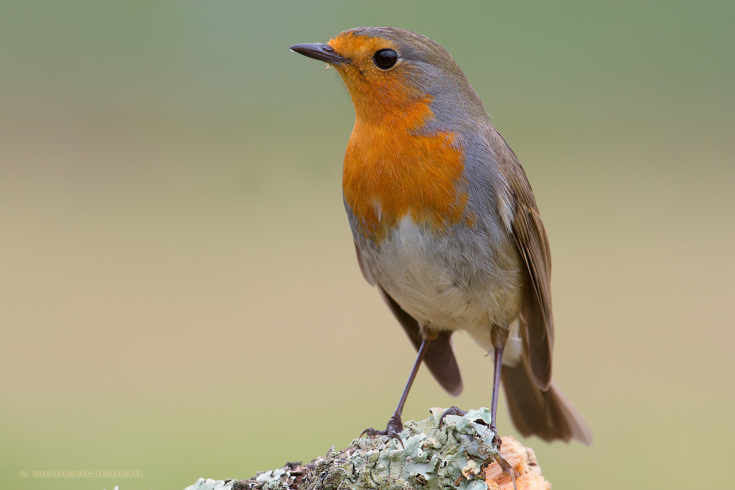 Sul podio del giardino ci sta sempre il padrone