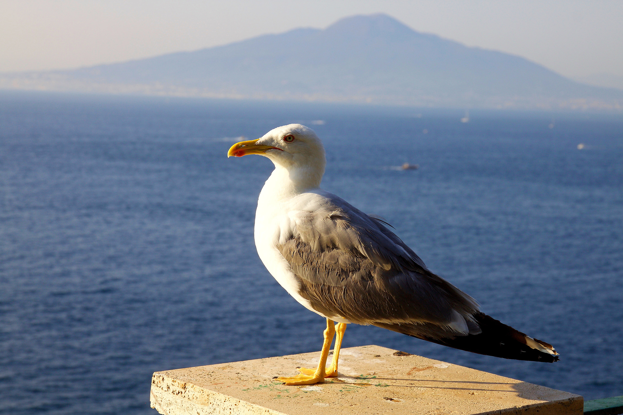 gull and Vesuvius