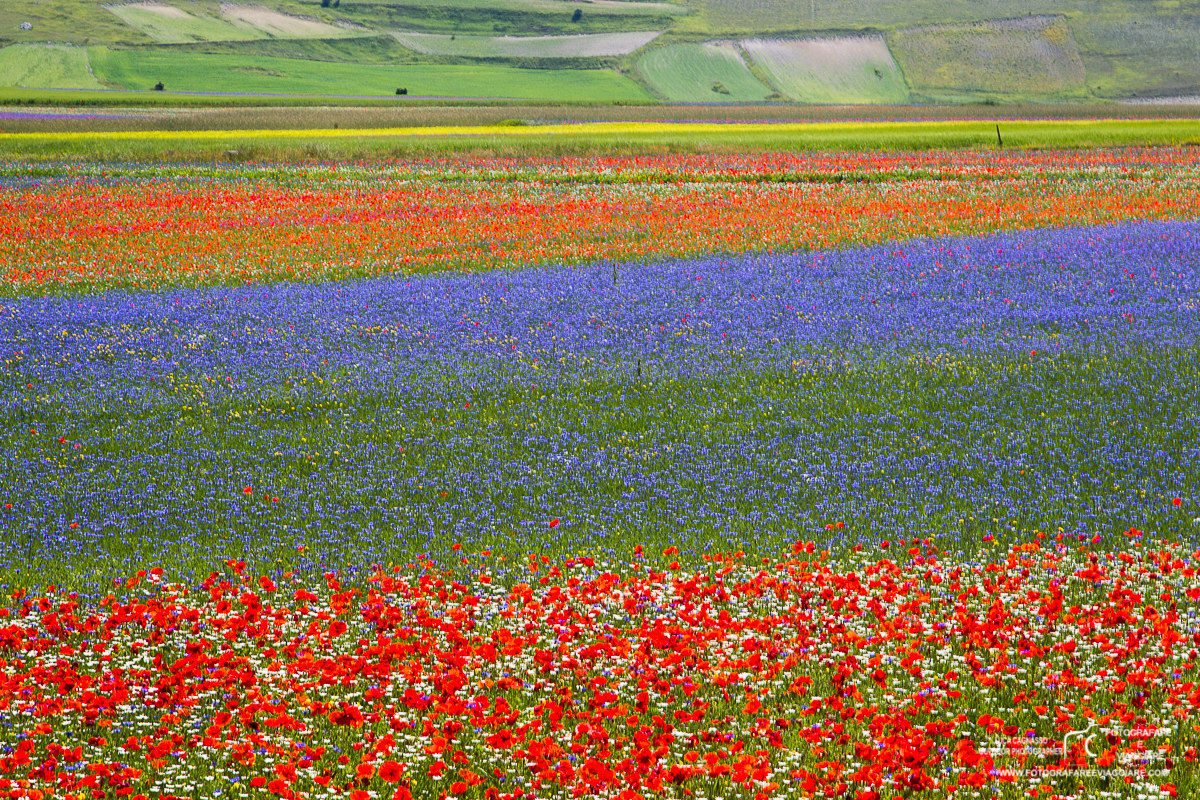 La fioritura nella piana di Castelluccio
