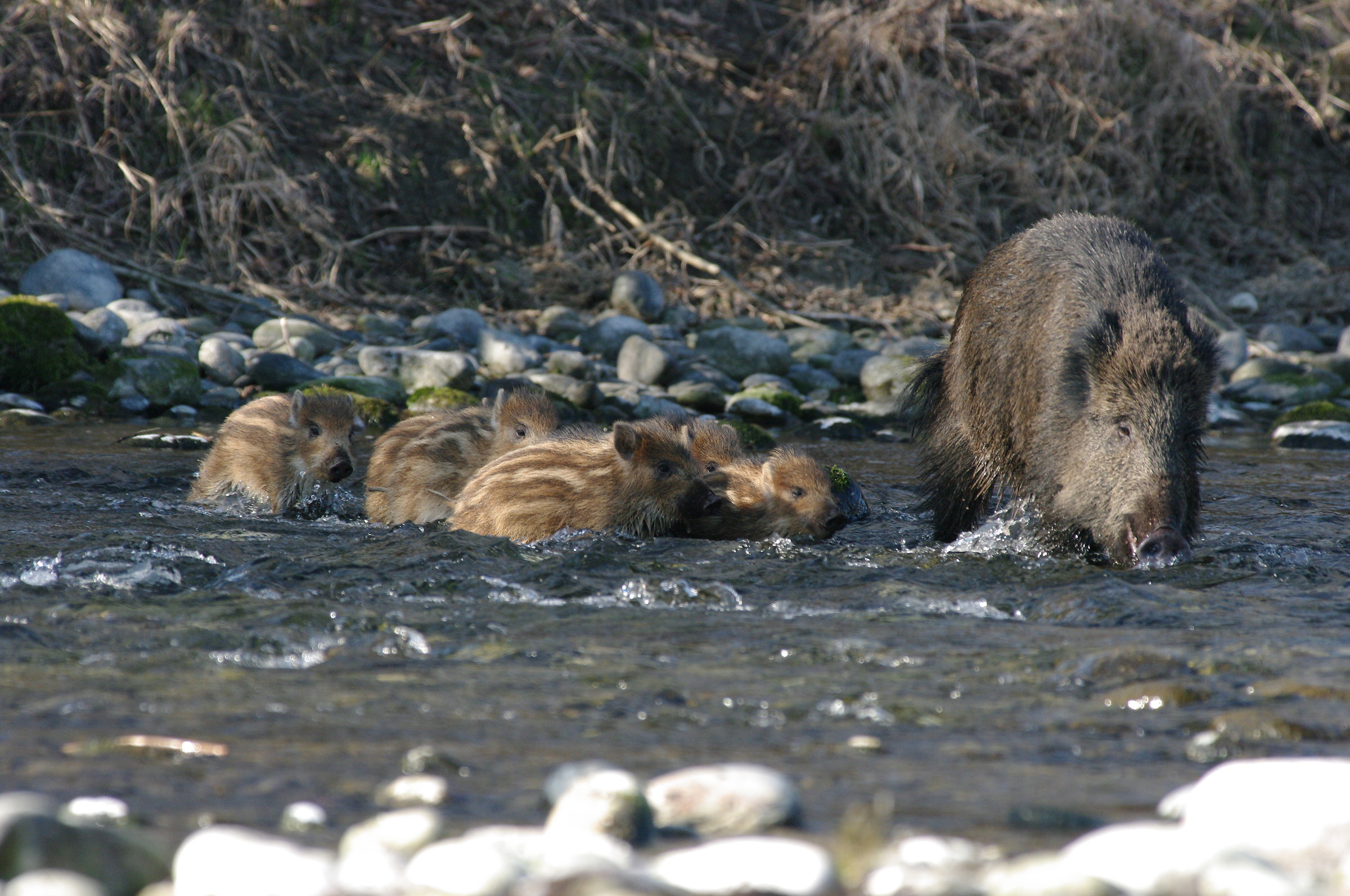Il guado dei nuovi nati (Sus scrofa)