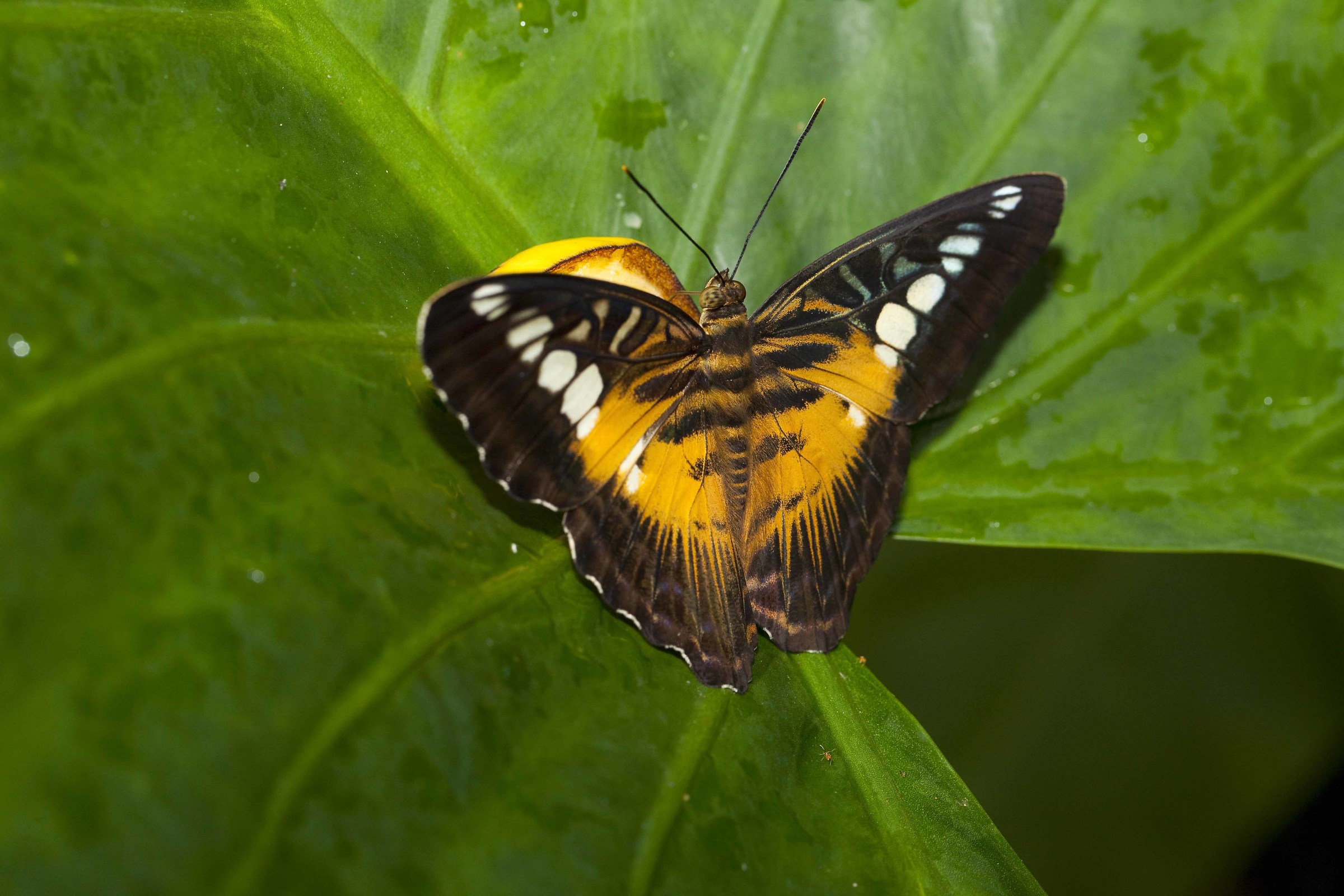 Borneo butterfly