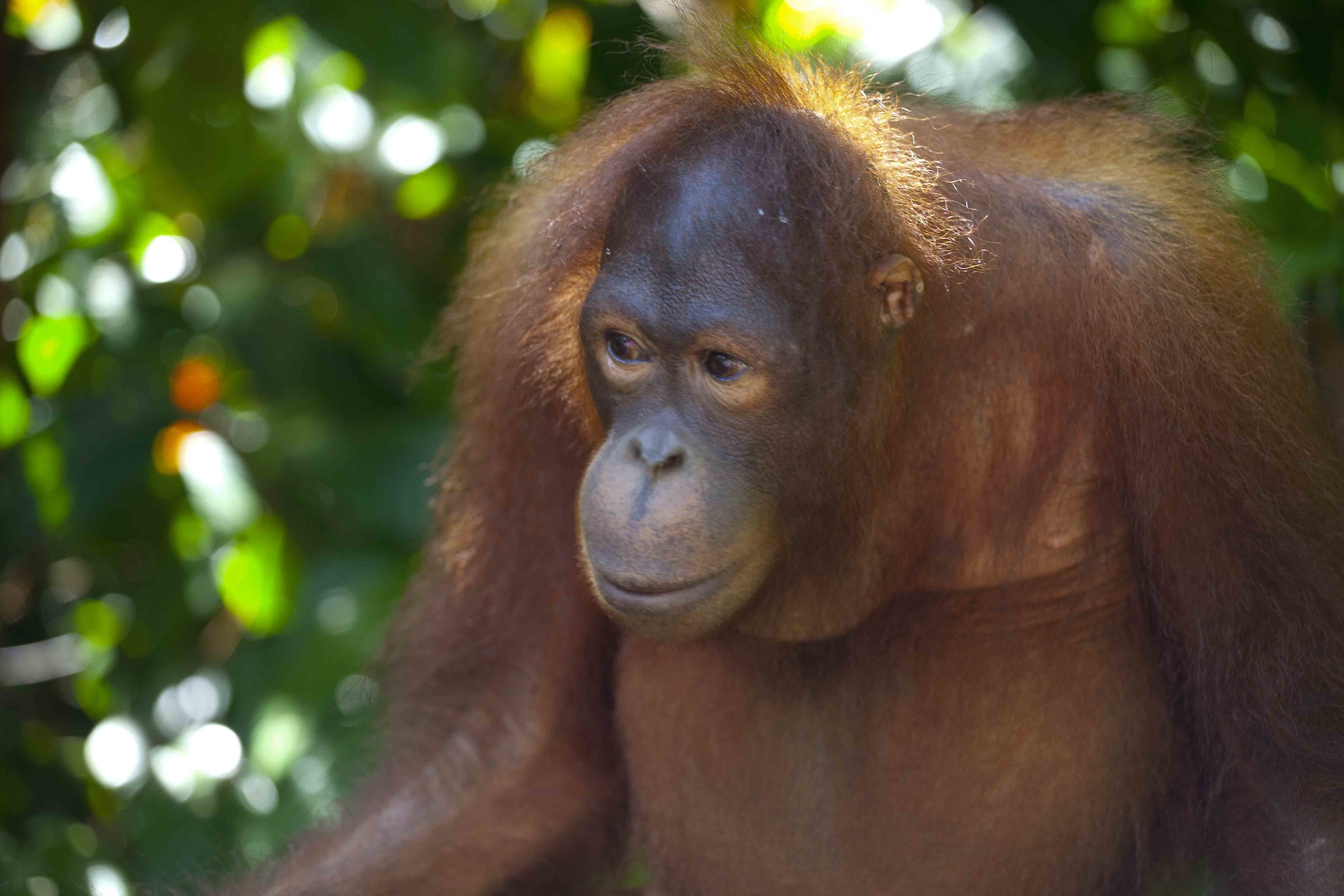 Sweet look of a Bornean orangutan