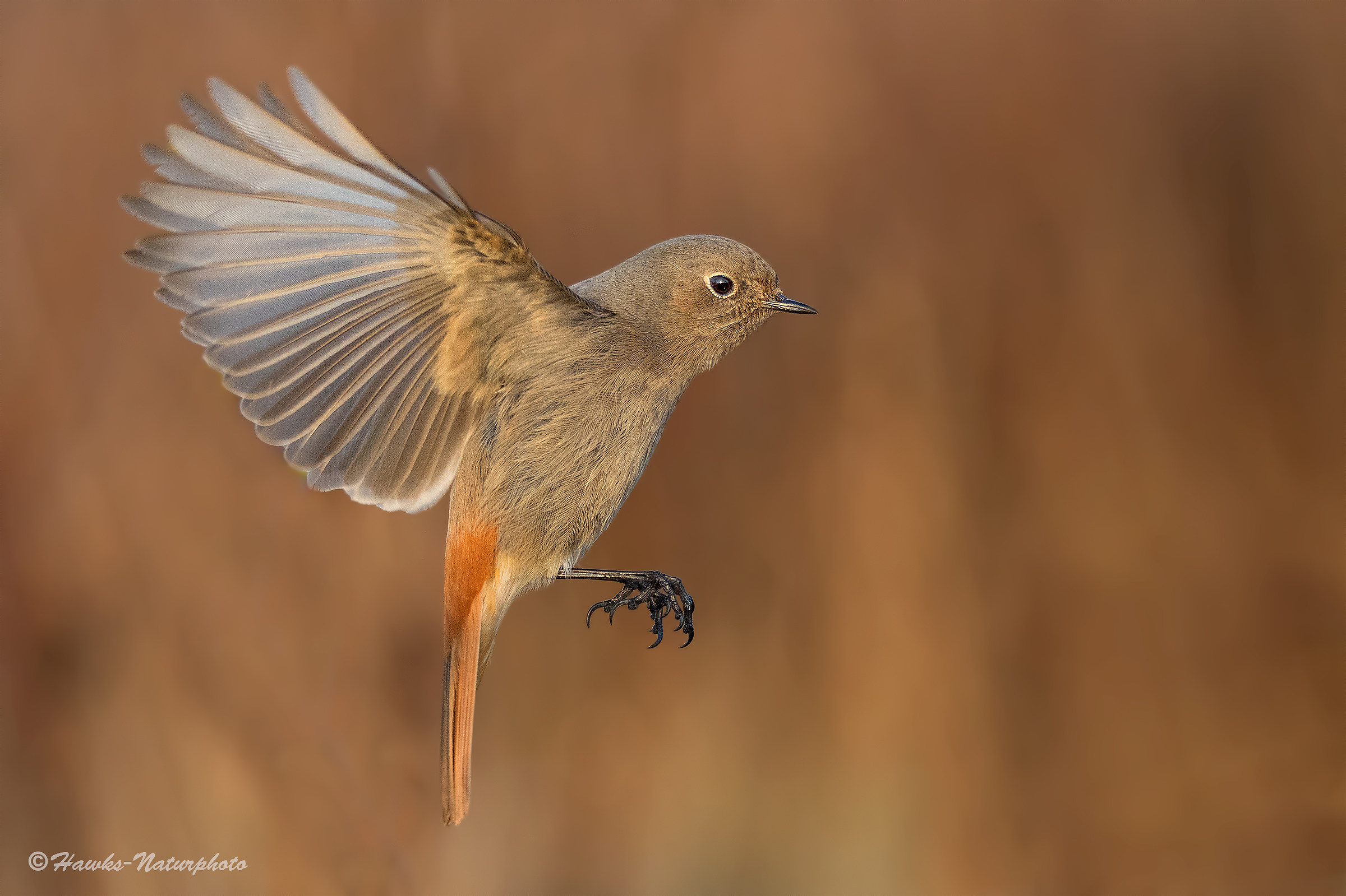 Chimney sweep Redstart