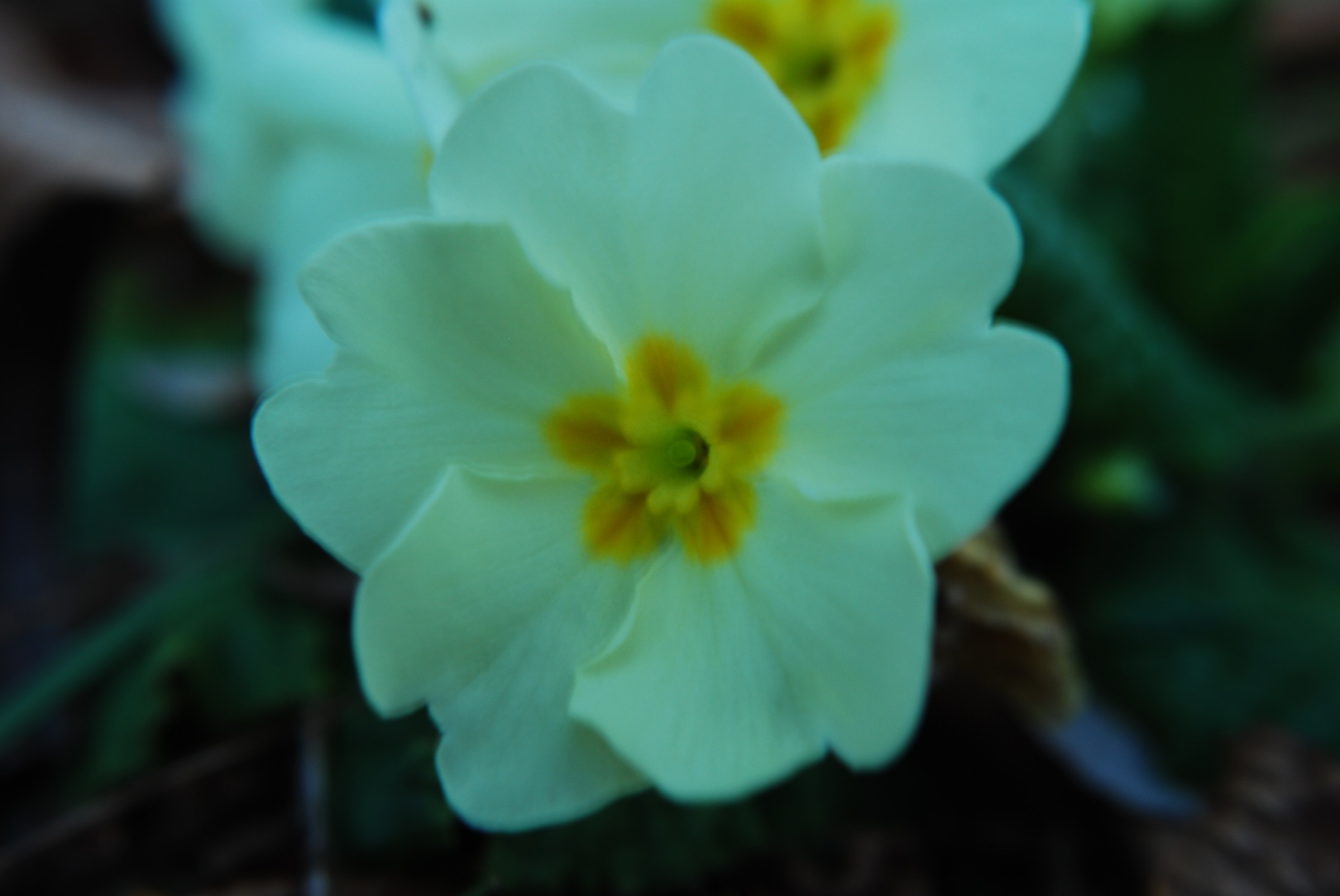 fiore               bello