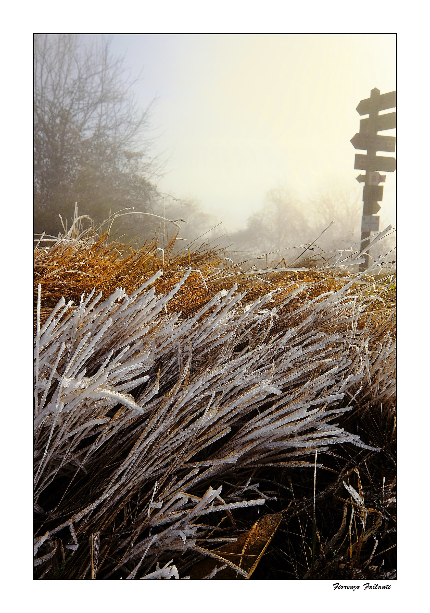 Sorprese della natura 4