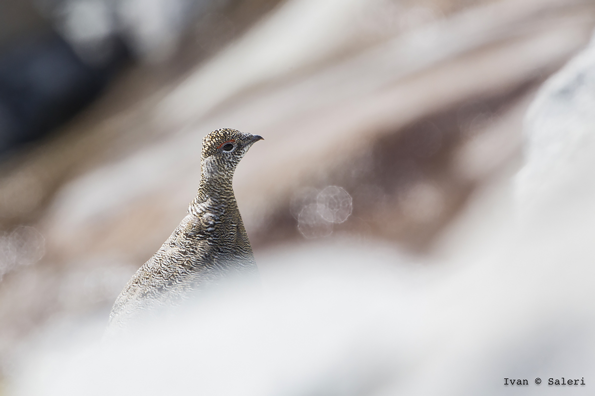 Ptarmigan