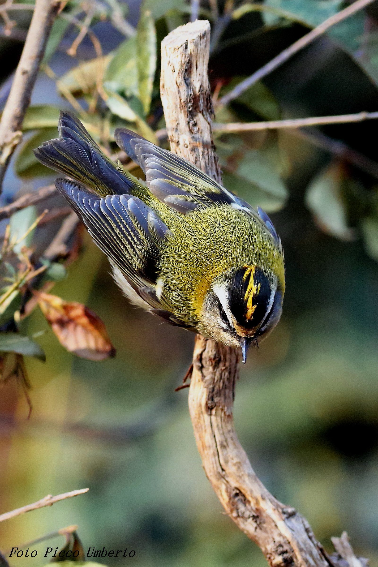firecrest
