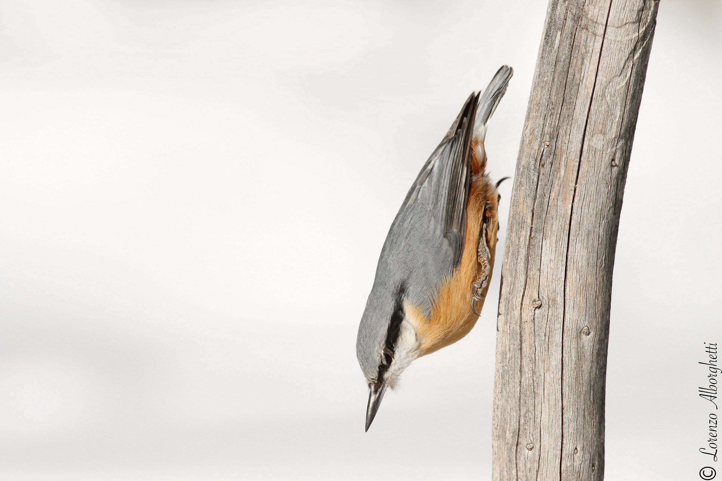 Picchio Muratore antigravitazionale.