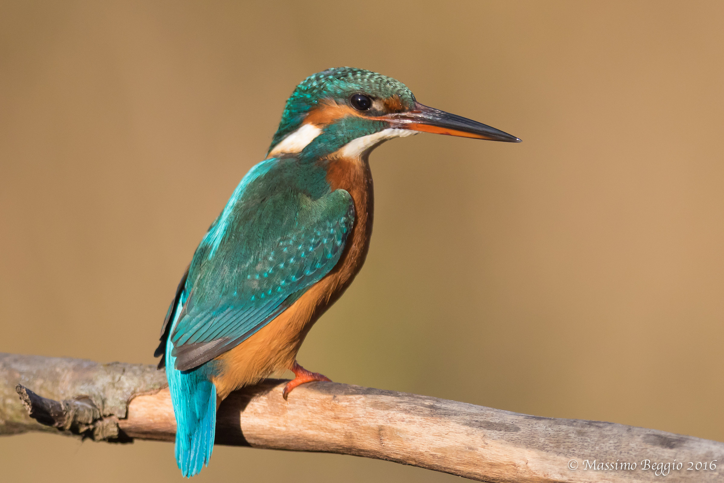 la livrea del Martino