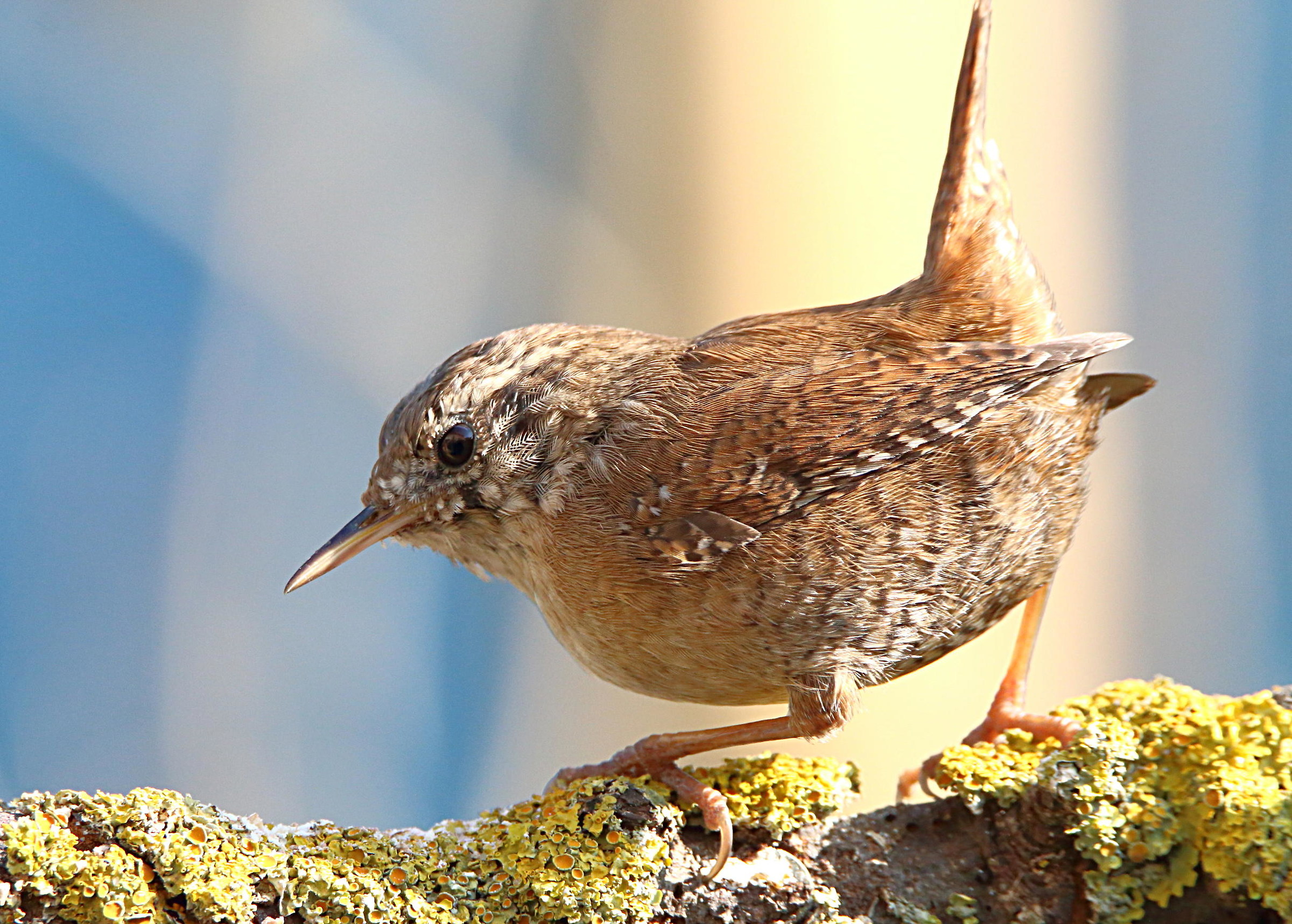 Wren