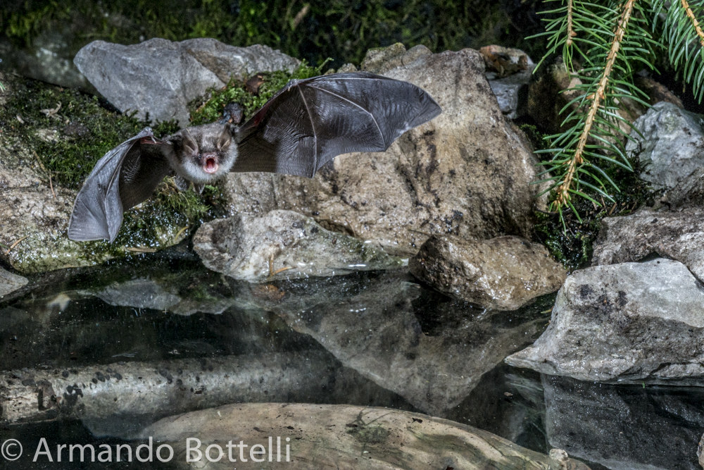 Pipistrello al campo dei fiori