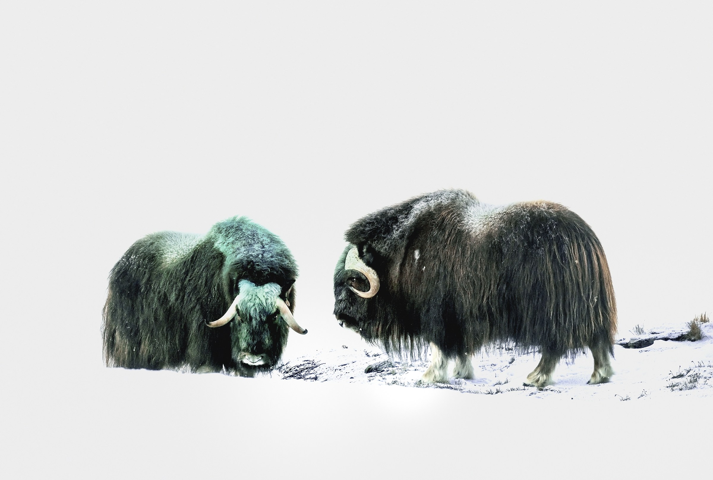 Dovrefjell 2017 - Musk ox