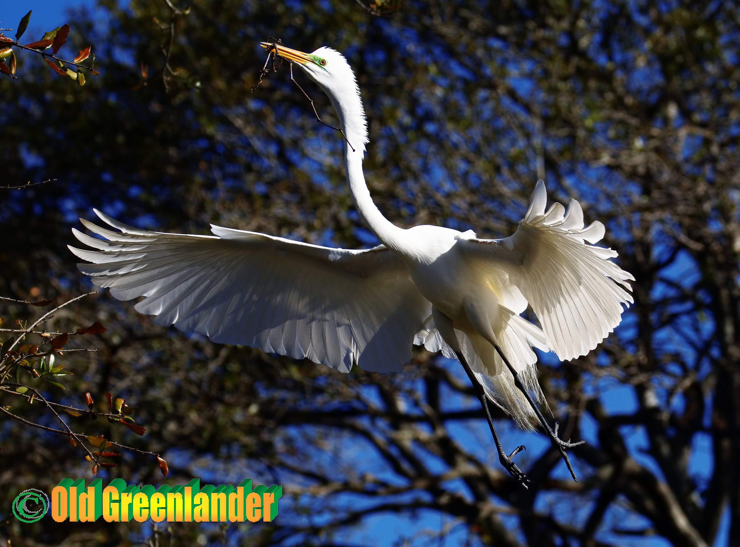 Airone bianco maggiore