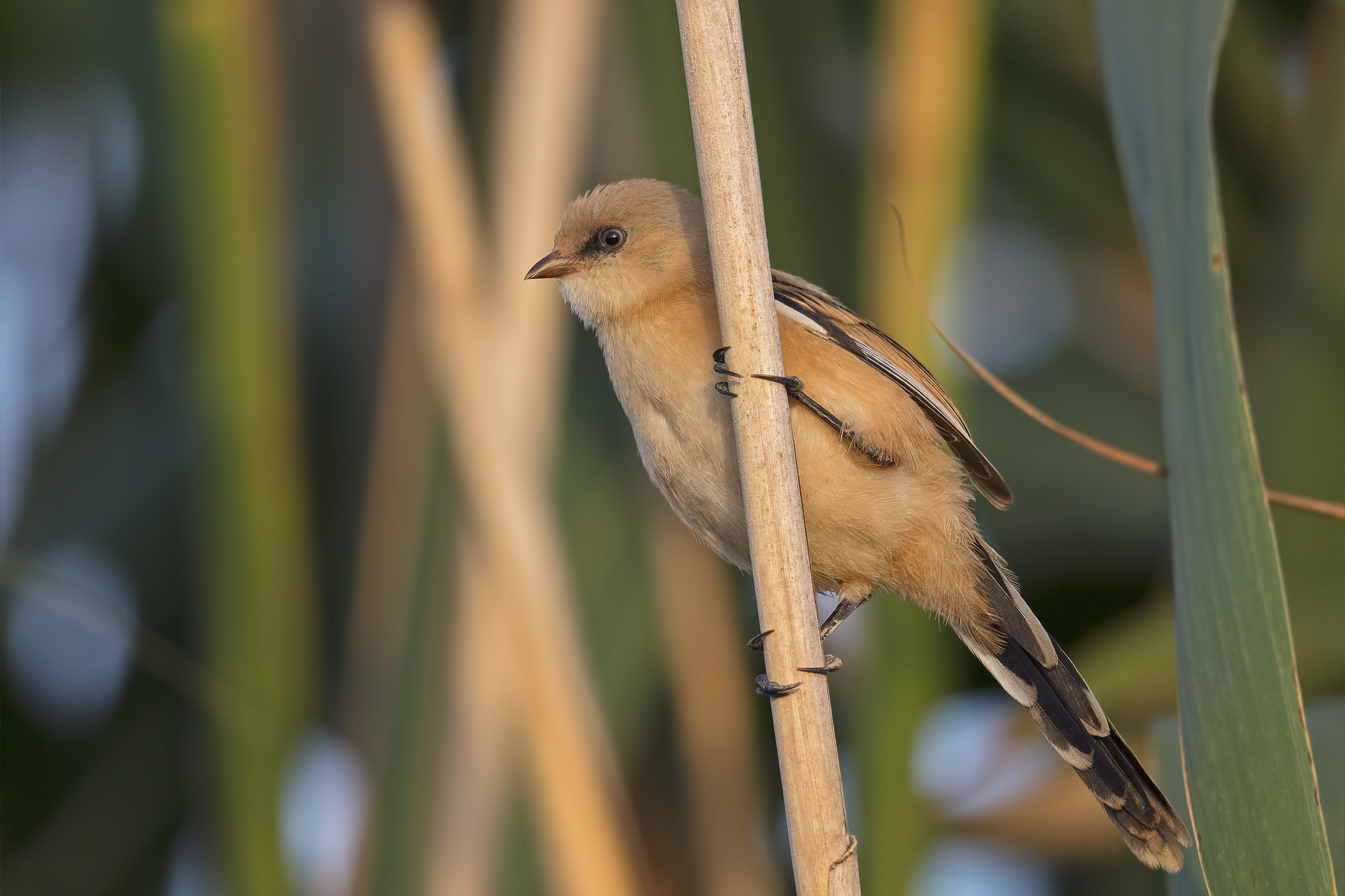 Bearded Tit (sissy)