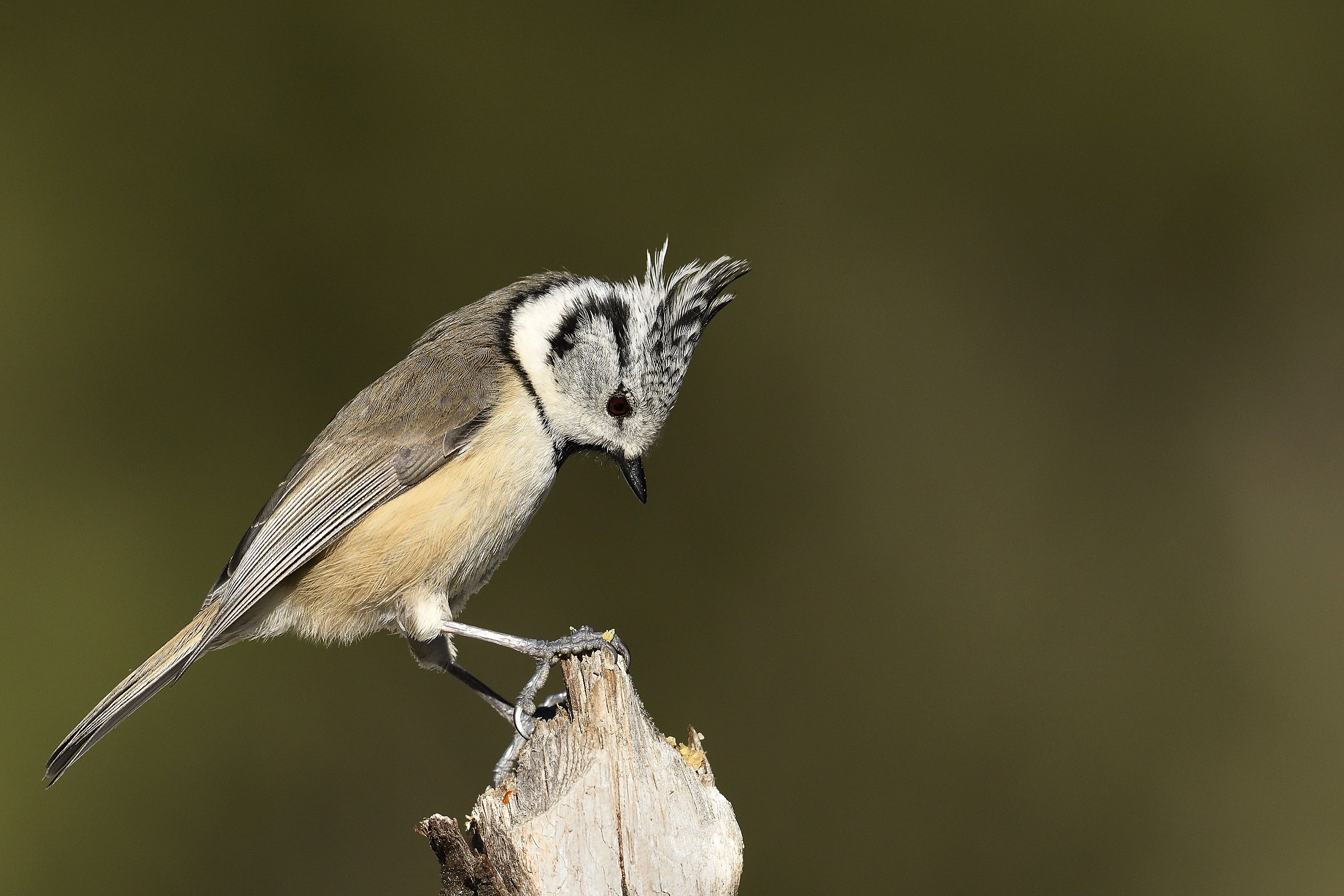 La curiosa cincia dal ciuffo