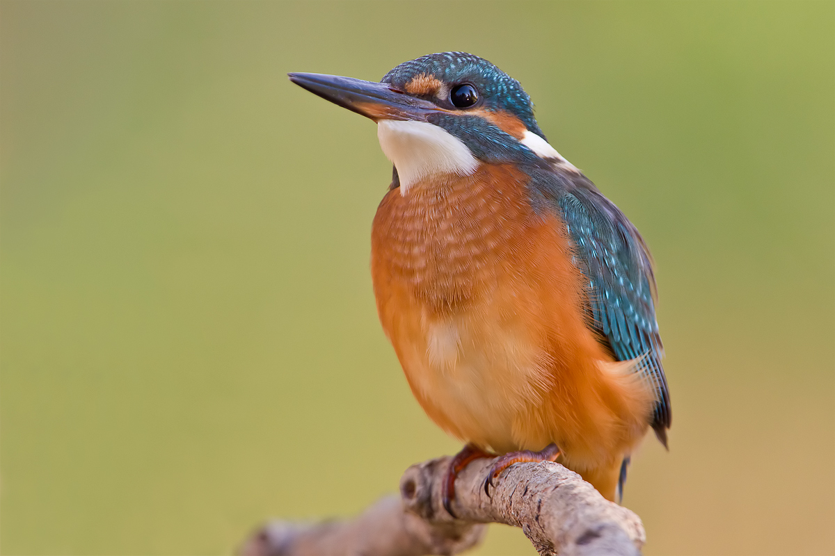 Giovane di Martin P.