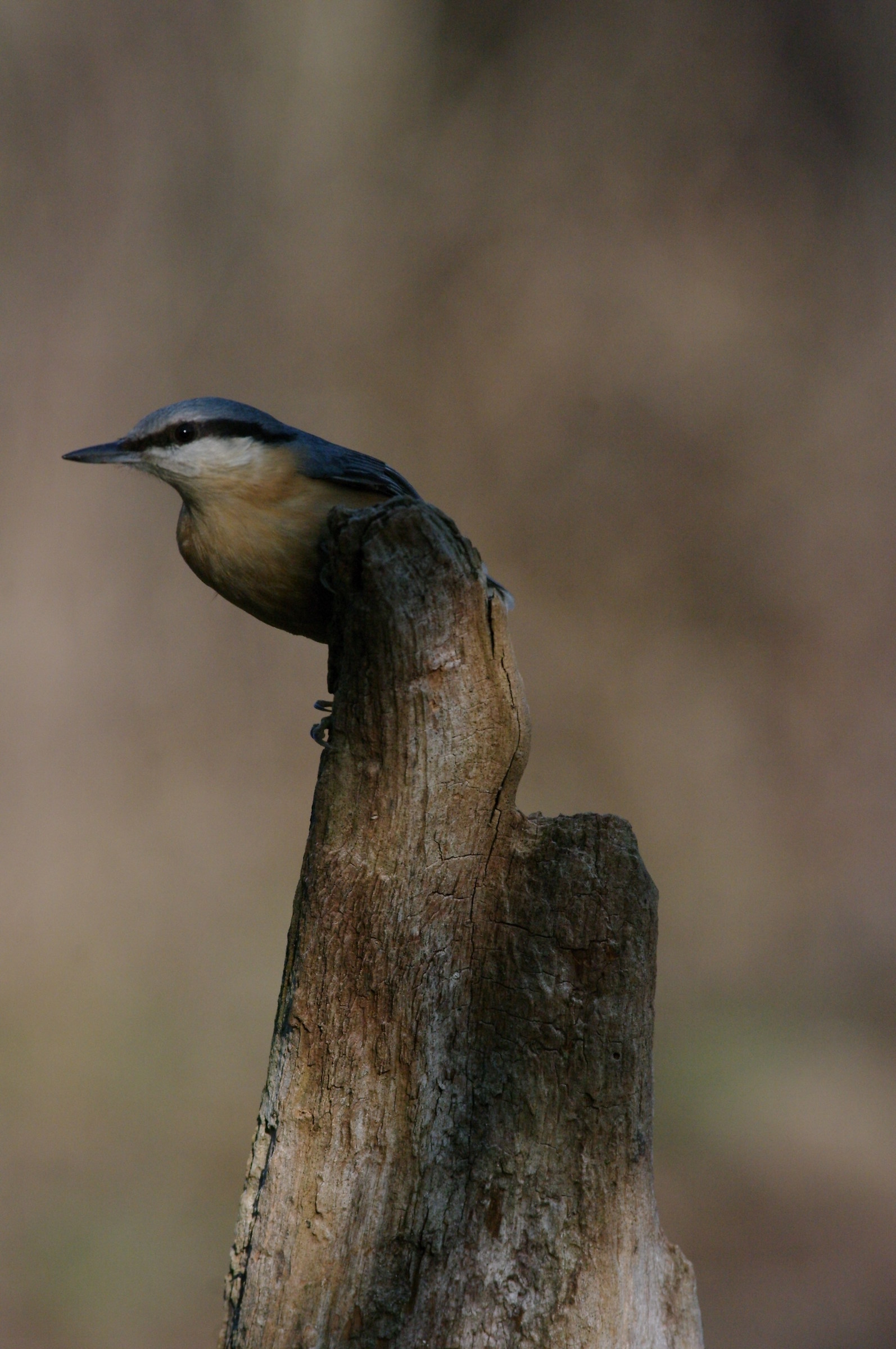Picchio muratore (Sitta europaea)