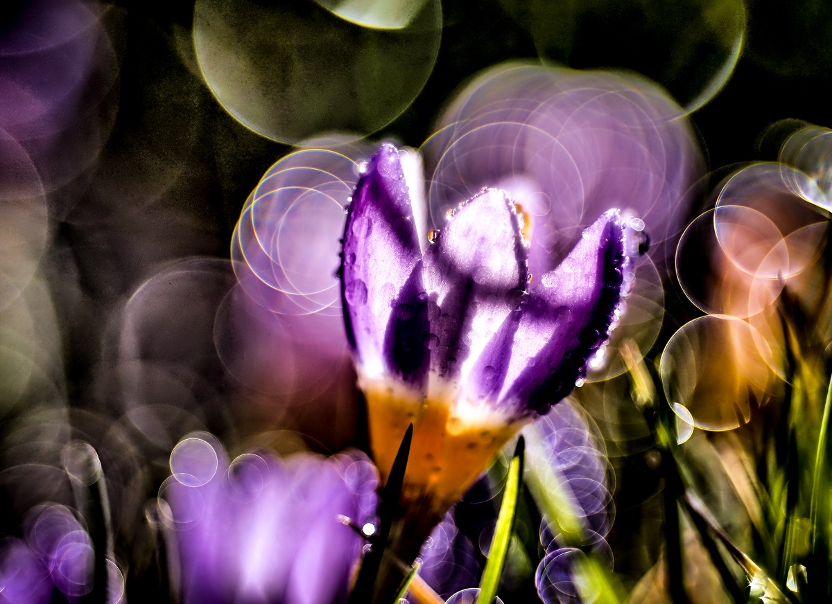 crocus by mog