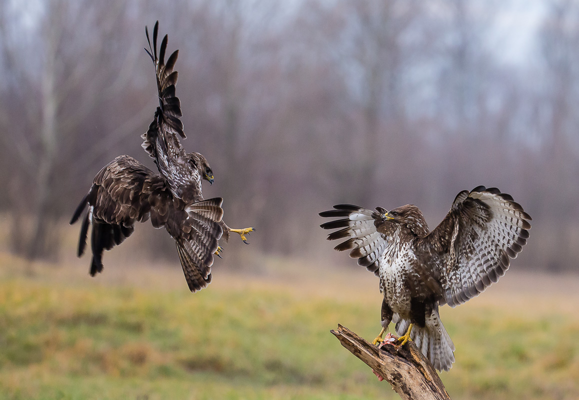 Buzzards in quarrel