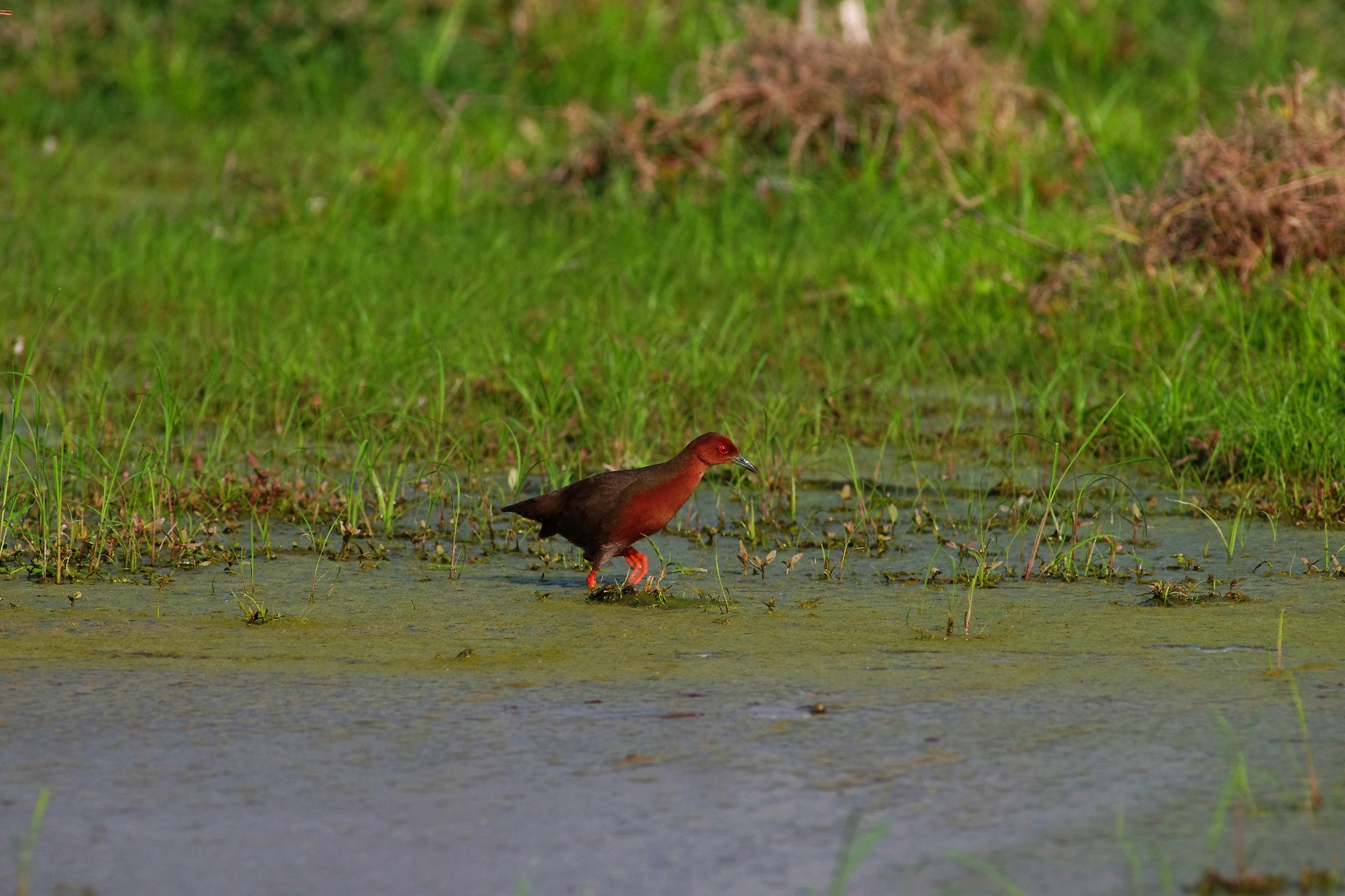 Ruddy-breasted Crake