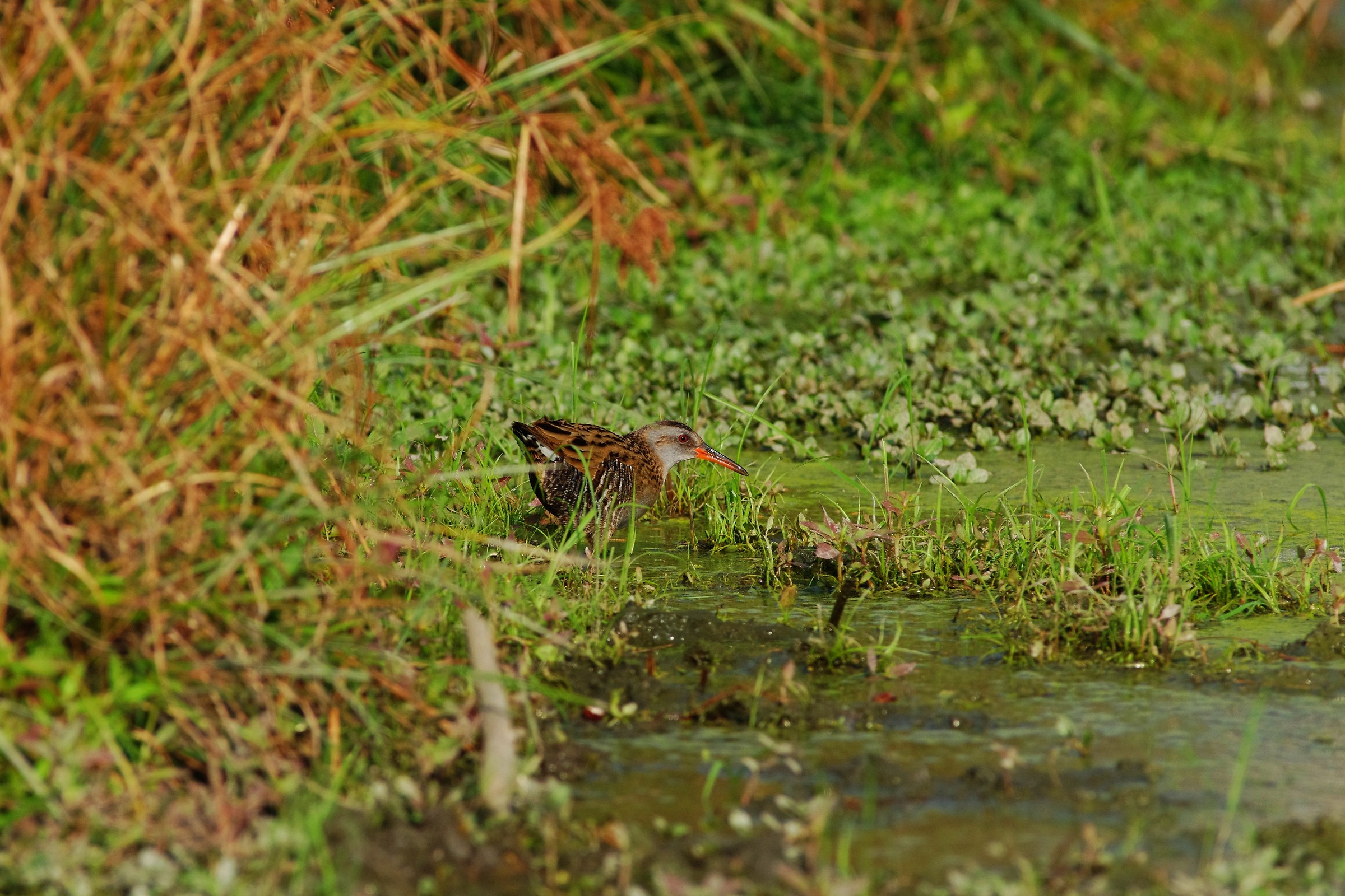 Brown-cheeked Rail/Eastern Water Rail