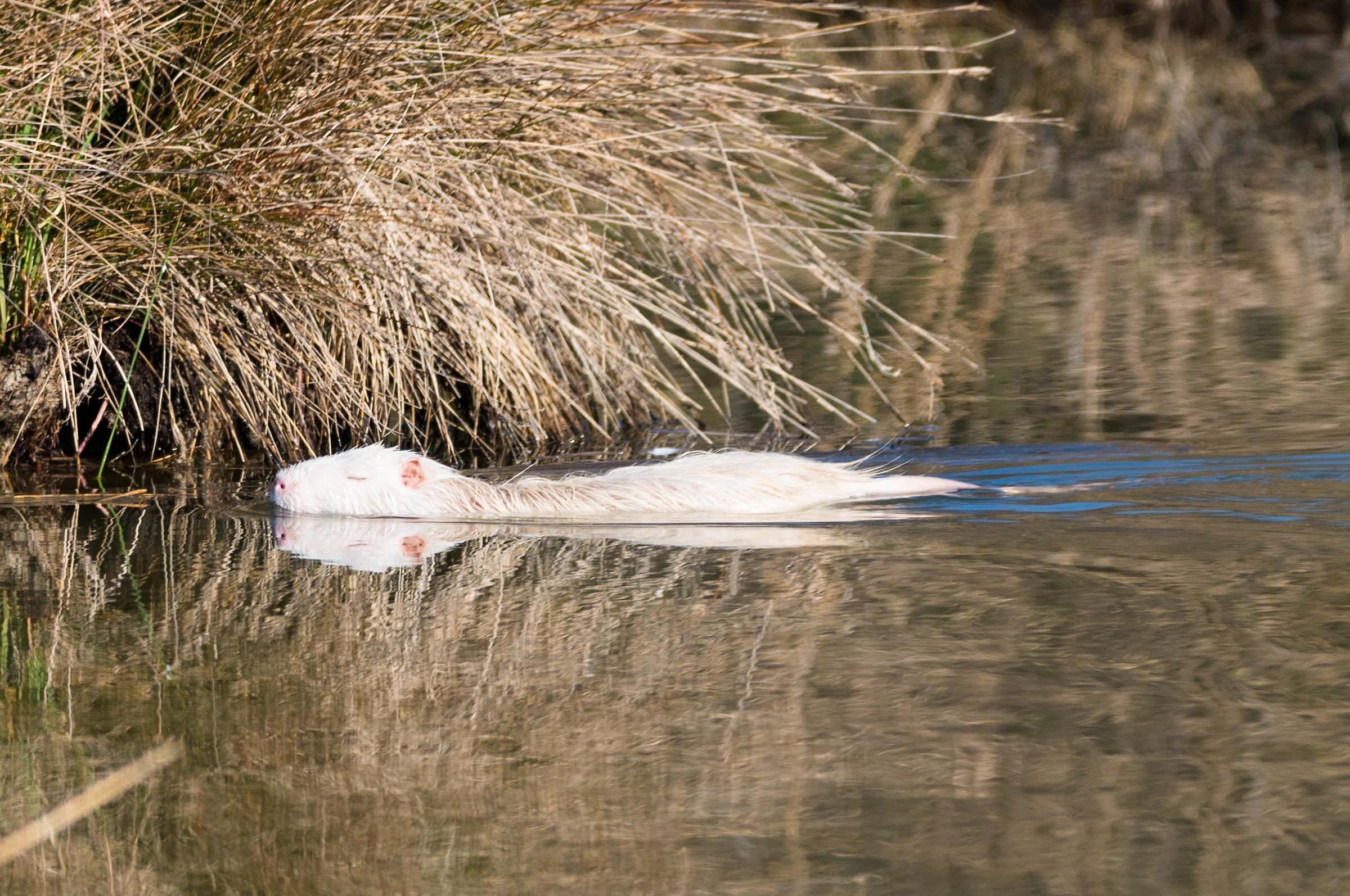 Nutria albina.