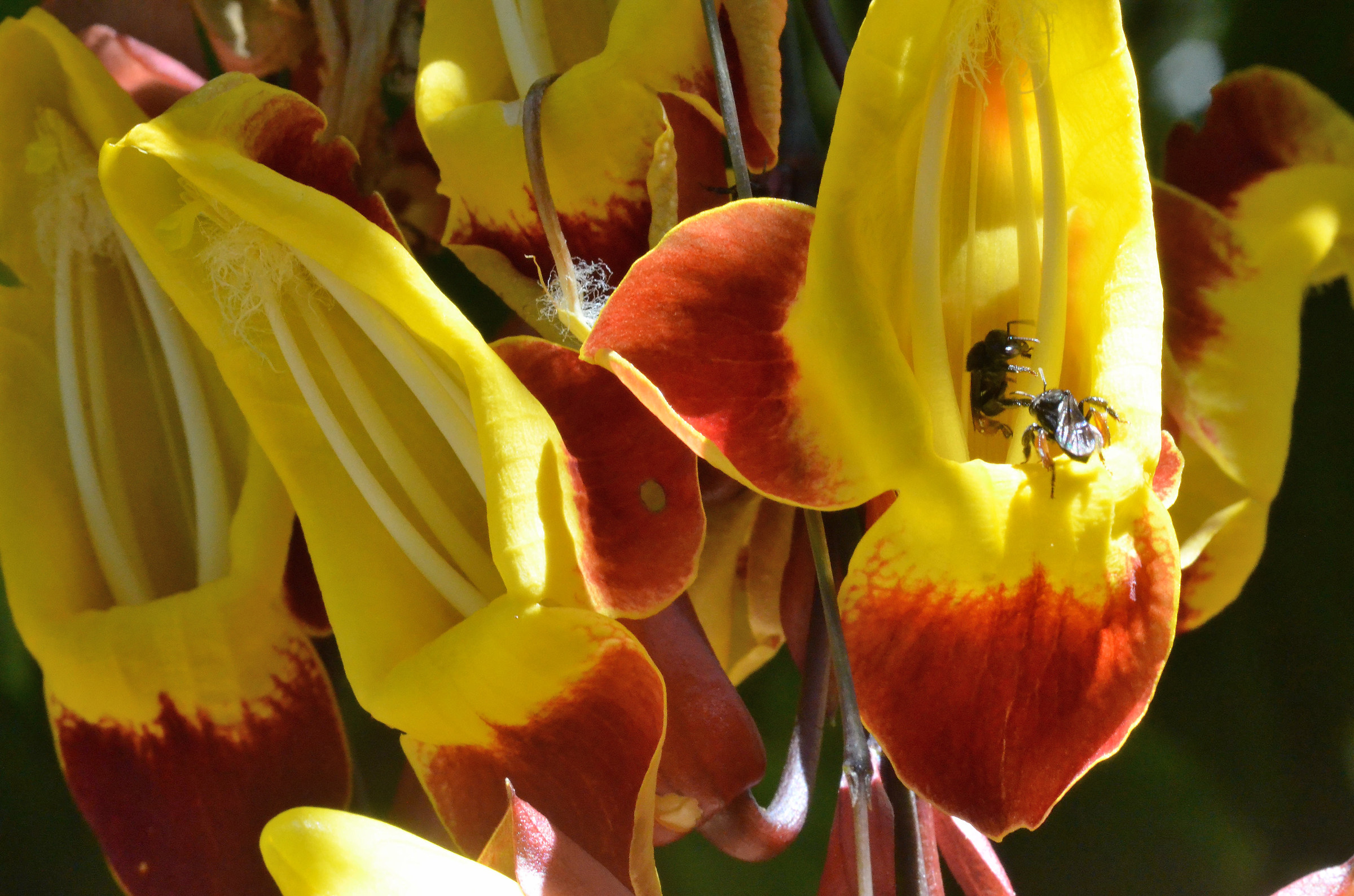 Thunbergia fiori mysorensis con un'ape senza pungiglione