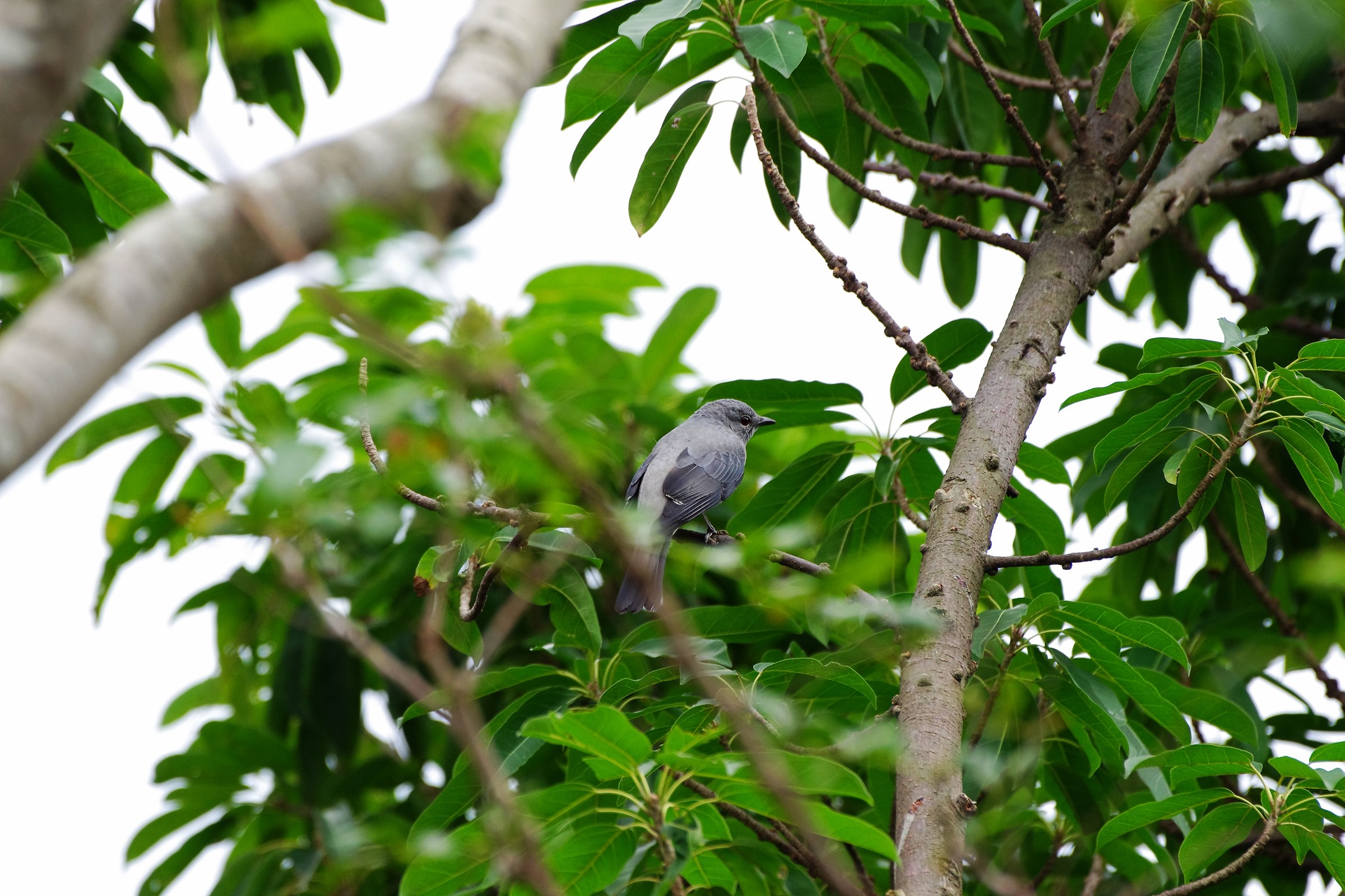 Black-winged Cuckooshrike